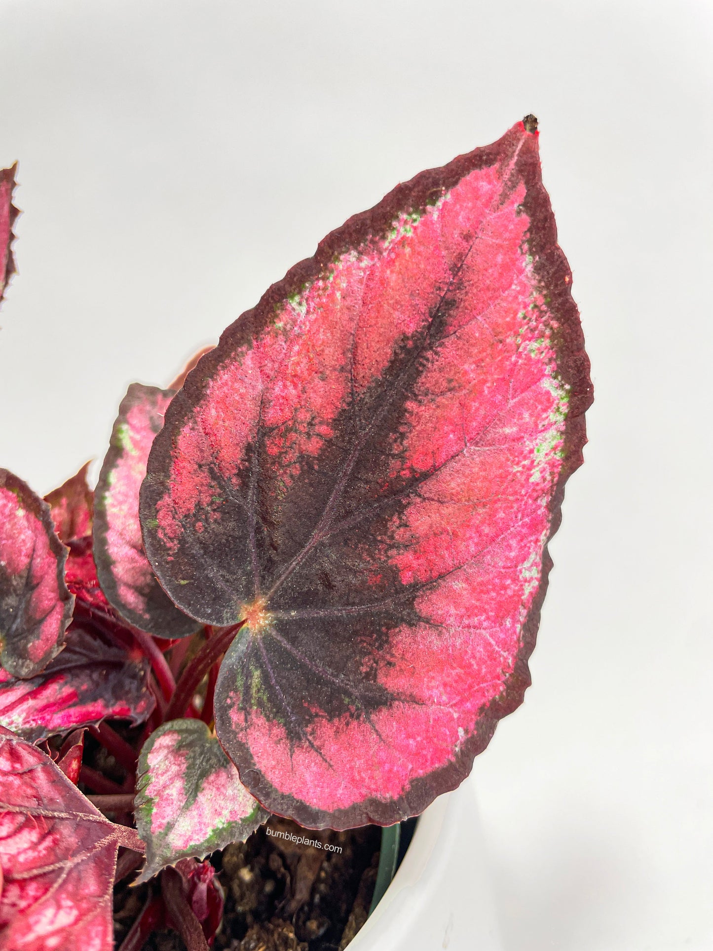 Begonia Rex 'Red Kiss' by Bumble Plants