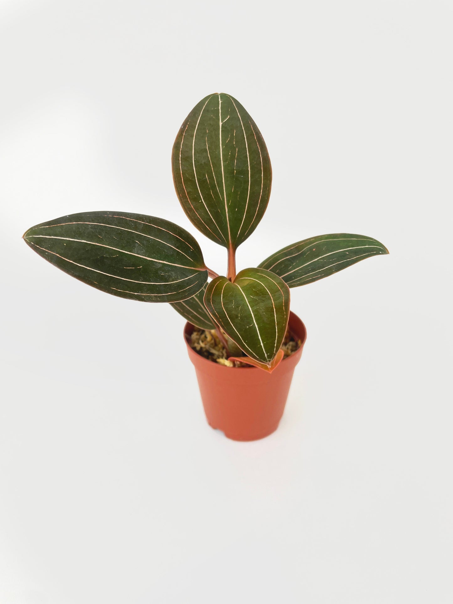 Jewel Orchid Ludisia Discolor by Bumble Plants
