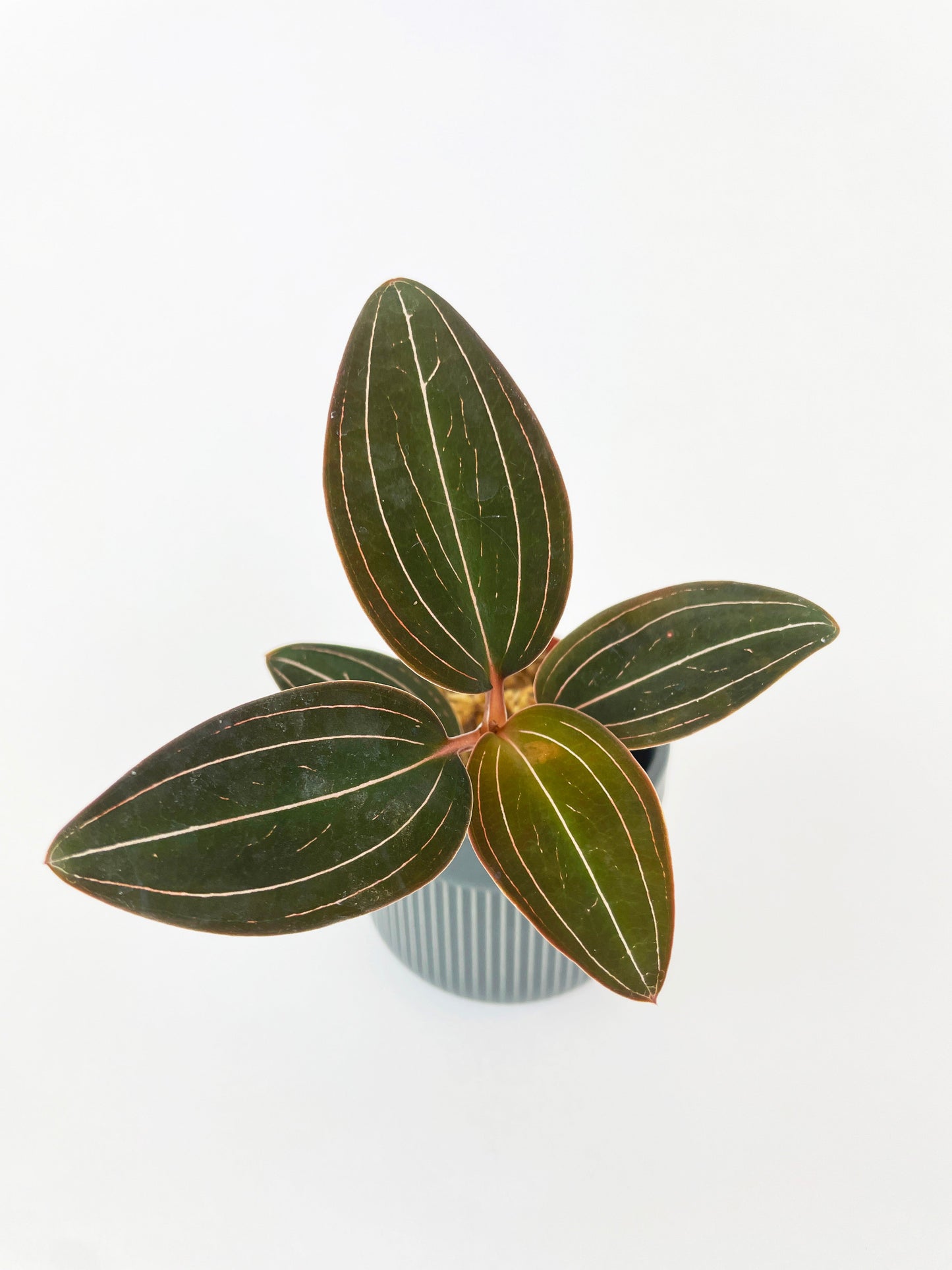 Jewel Orchid Ludisia Discolor by Bumble Plants