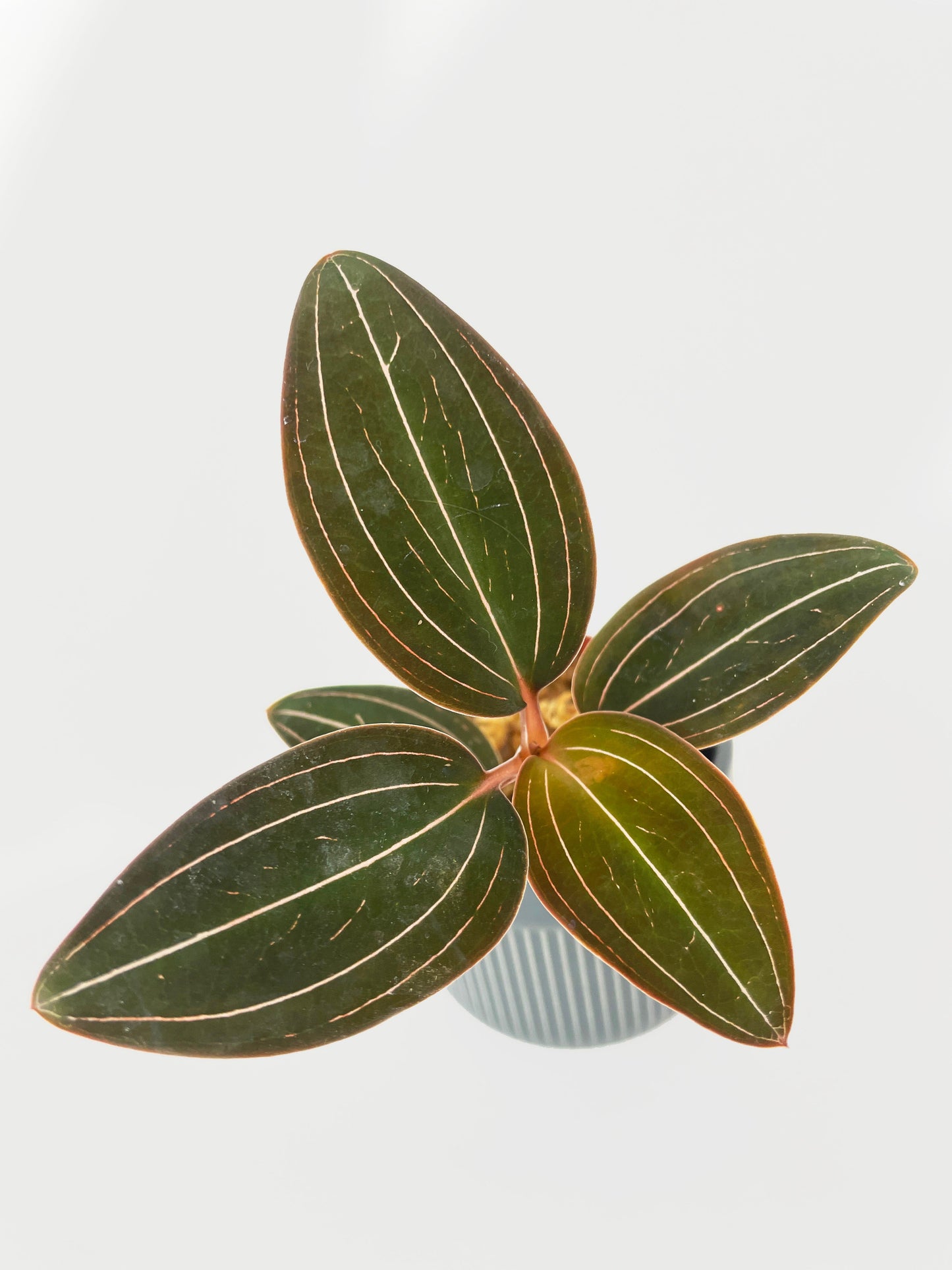 Jewel Orchid Ludisia Discolor by Bumble Plants