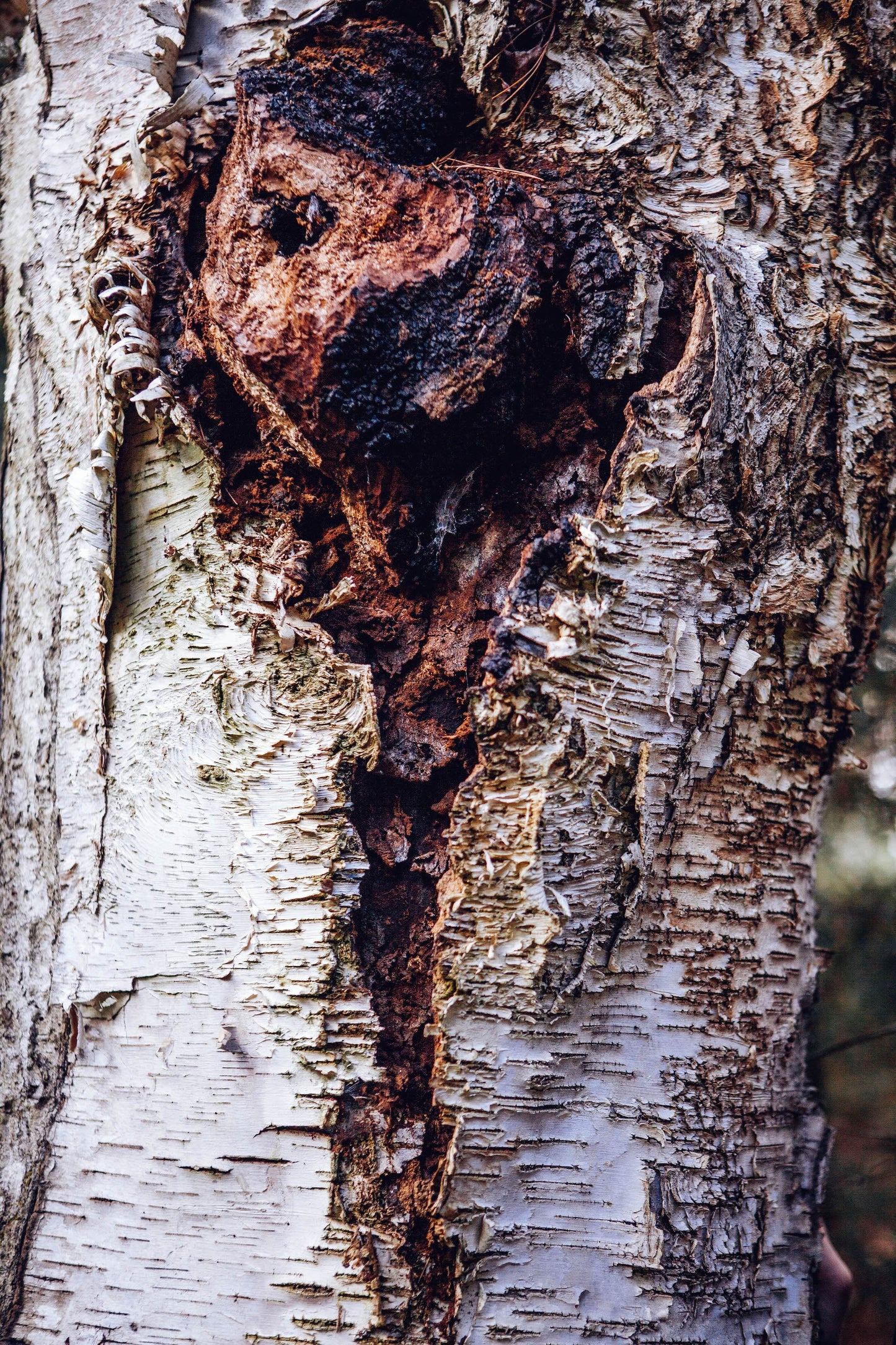 Wild Harvested Chaga Mushroom Rootbeer Elixir