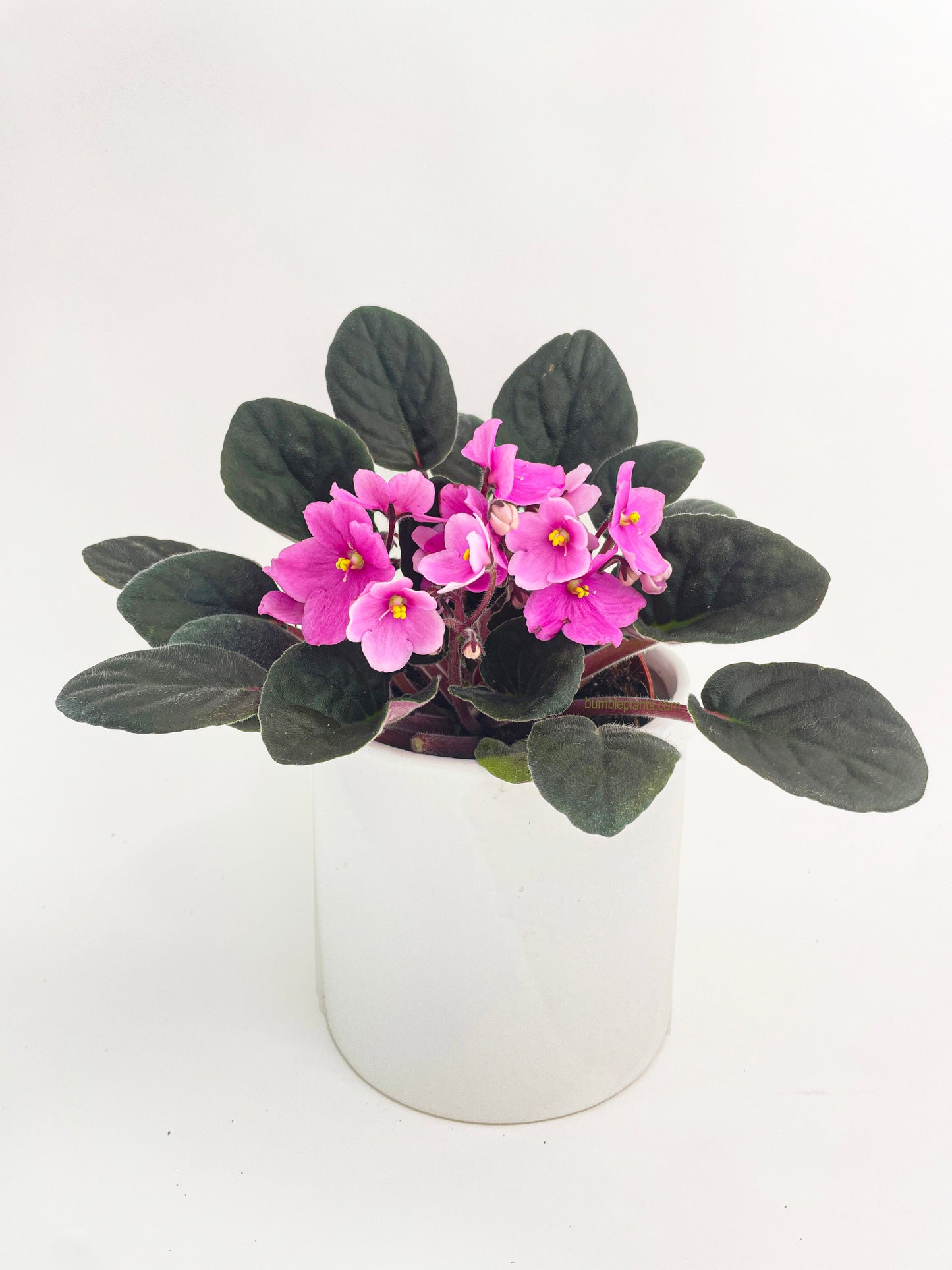 African Violet Saintpaulia by Bumble Plants