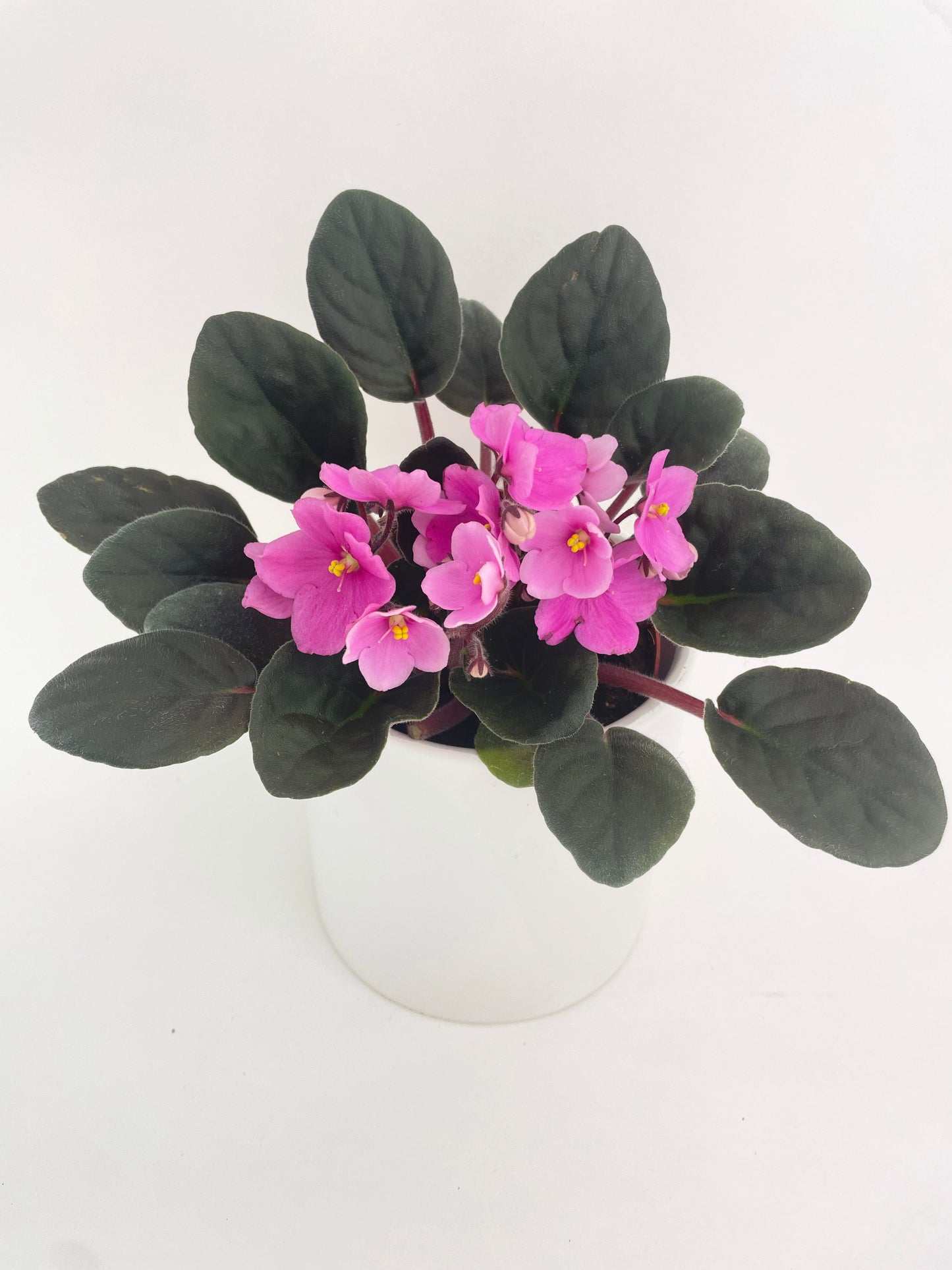 African Violet Saintpaulia by Bumble Plants