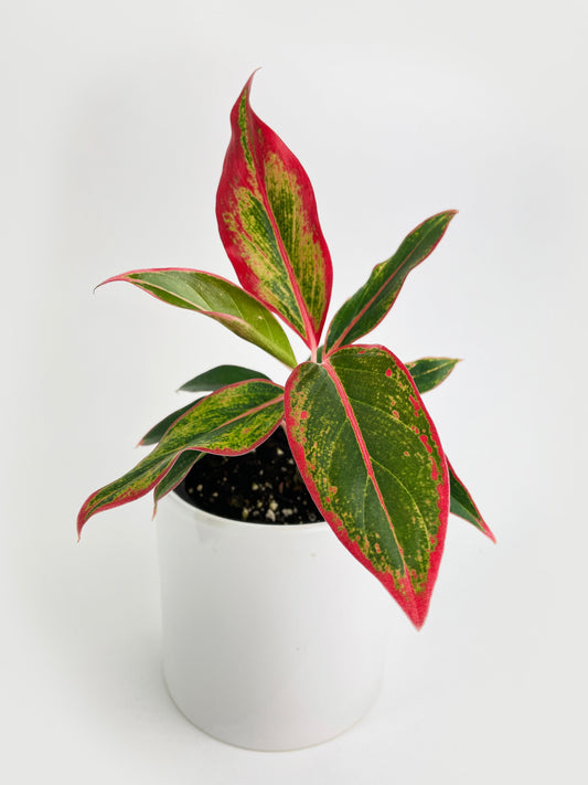 Aglaonema Red Siam Aura by Bumble Plants