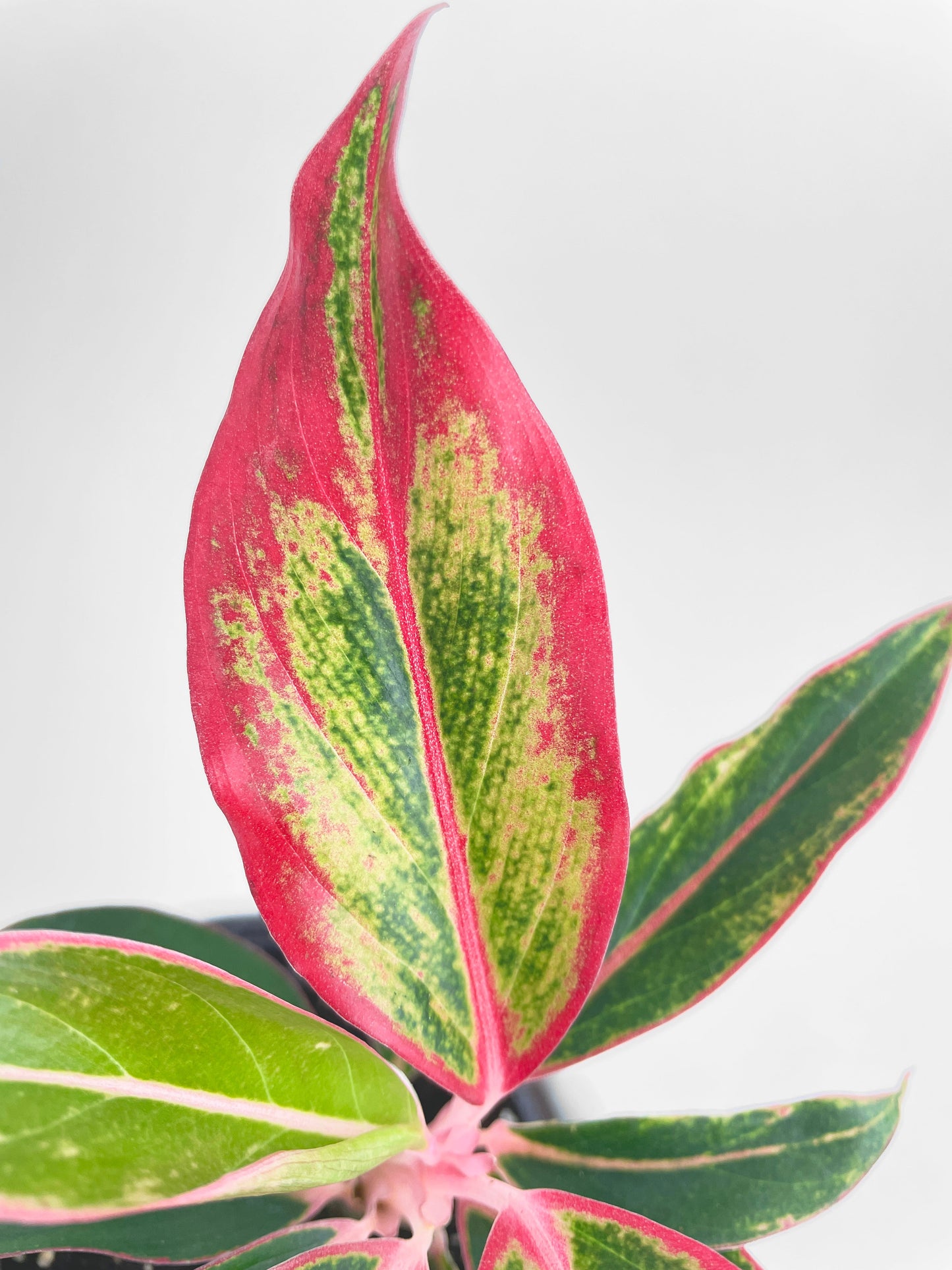 Aglaonema Red Siam Aura by Bumble Plants