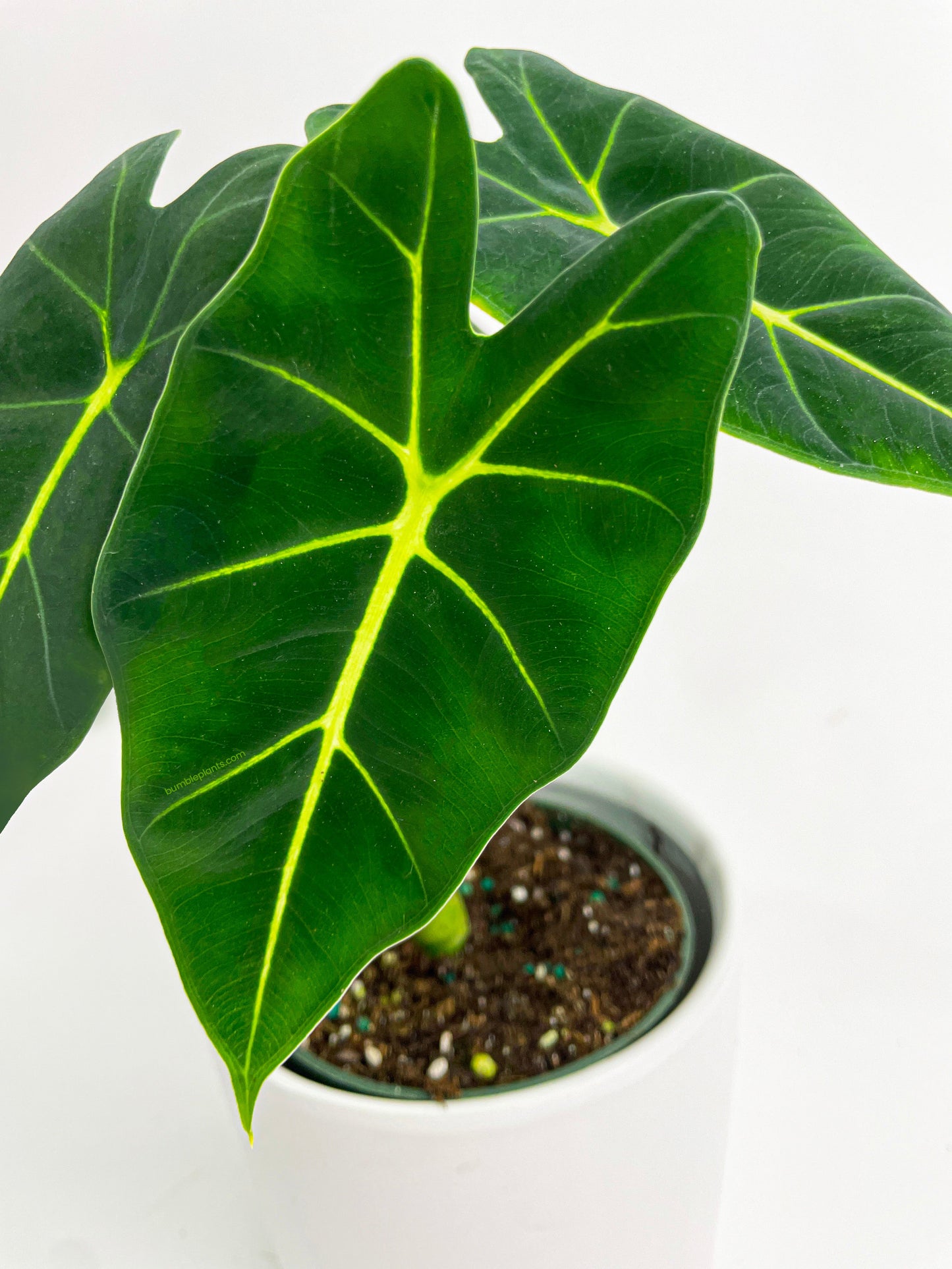 Alocasia Micholitziana 'Frydek' Hybrid by Bumble Plants