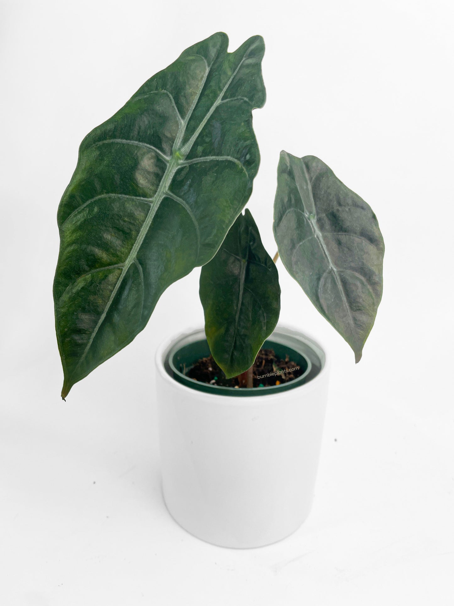 Alocasia X Chantrieri Hybrid by Bumble Plants