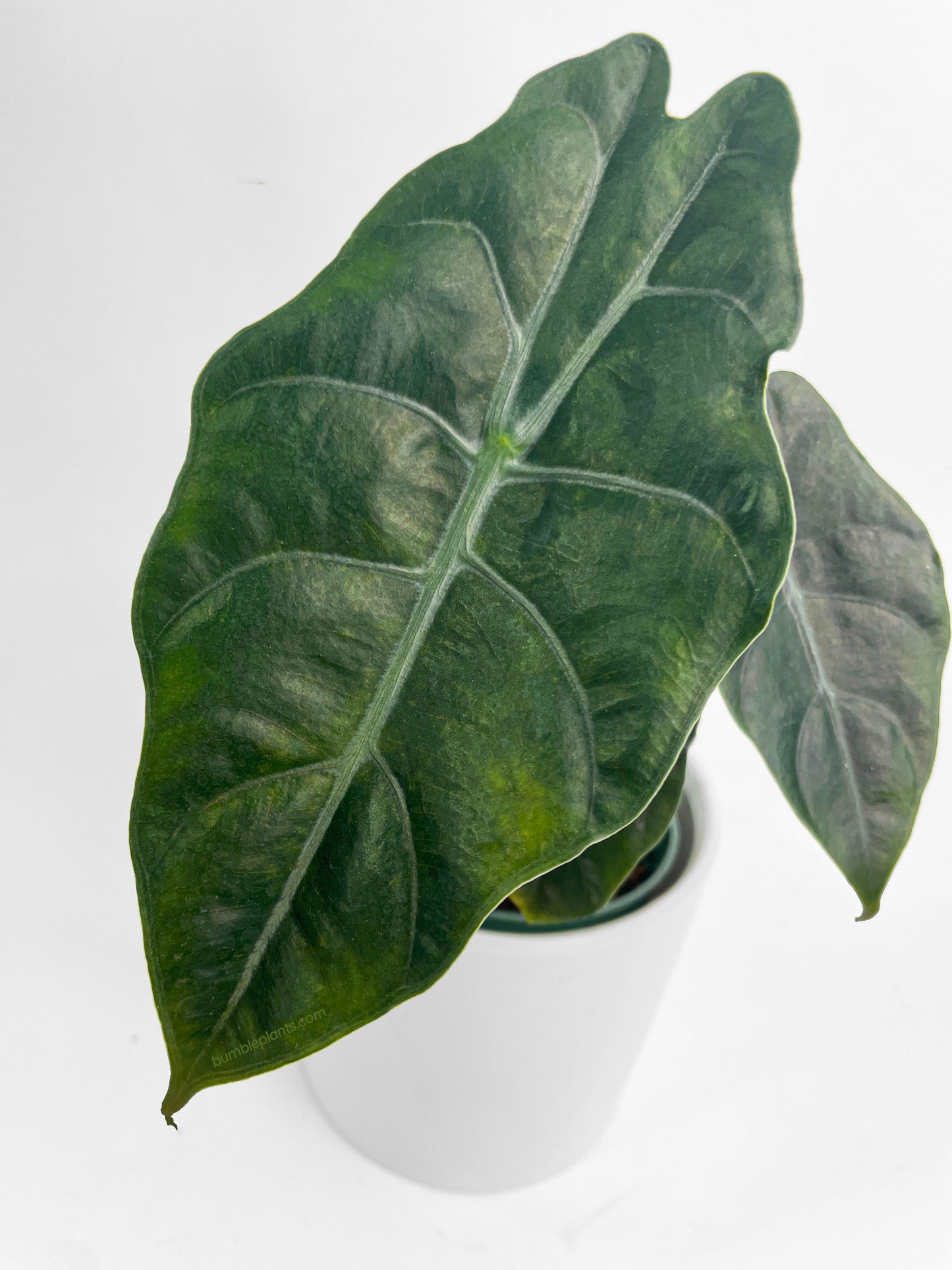 Alocasia X Chantrieri Hybrid by Bumble Plants