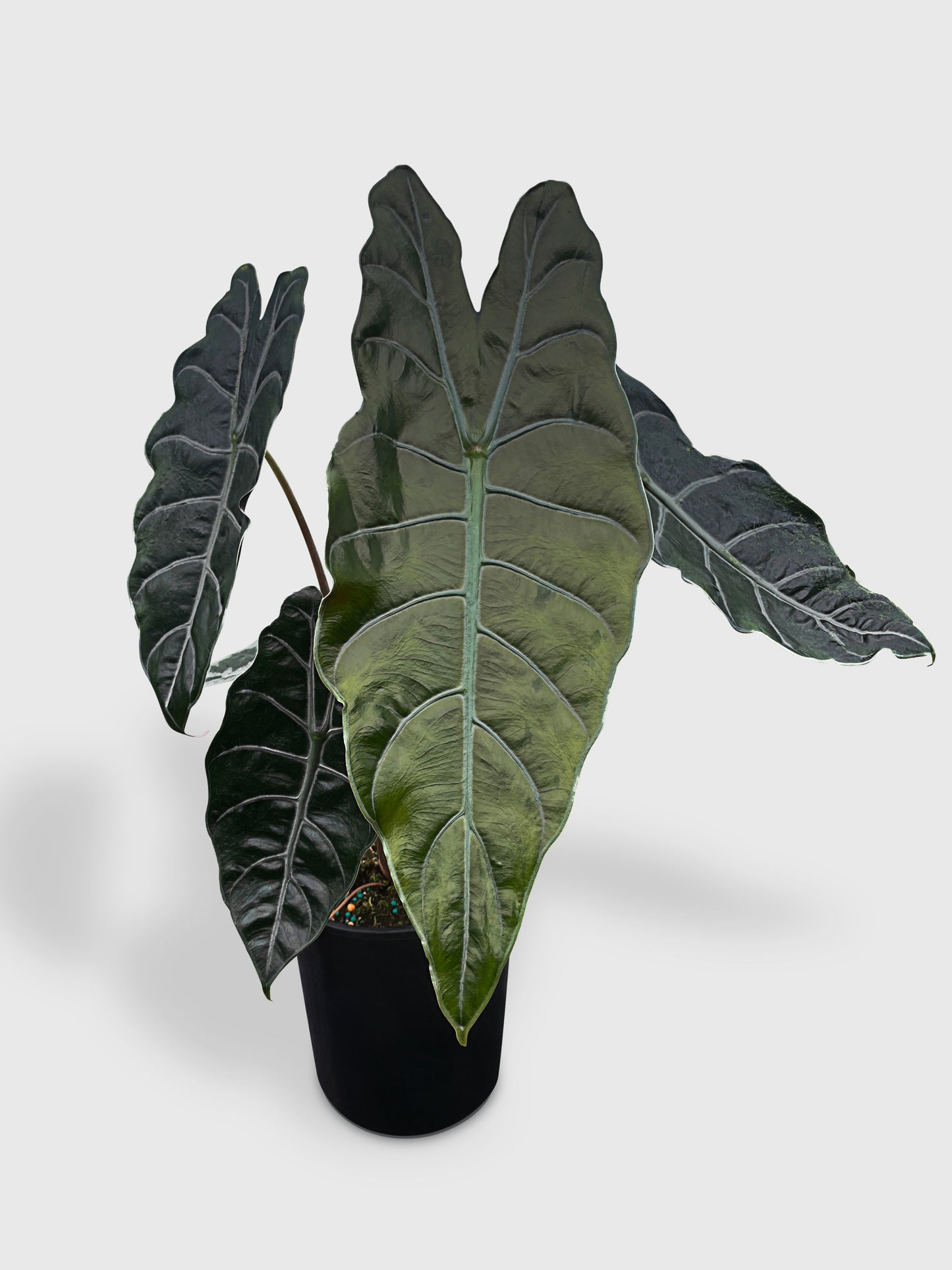 Alocasia X Chantrieri Hybrid by Bumble Plants