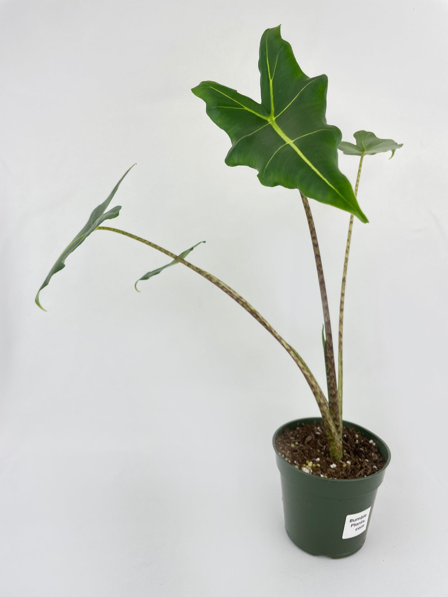 Alocasia Zebrina Hybrid "Sarian" by Bumble Plants