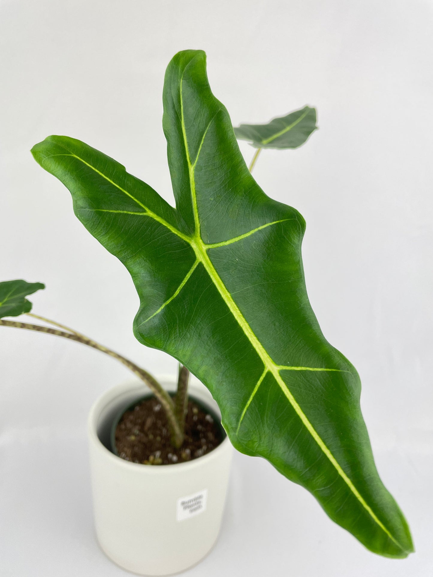 Alocasia Zebrina Hybrid "Sarian" by Bumble Plants