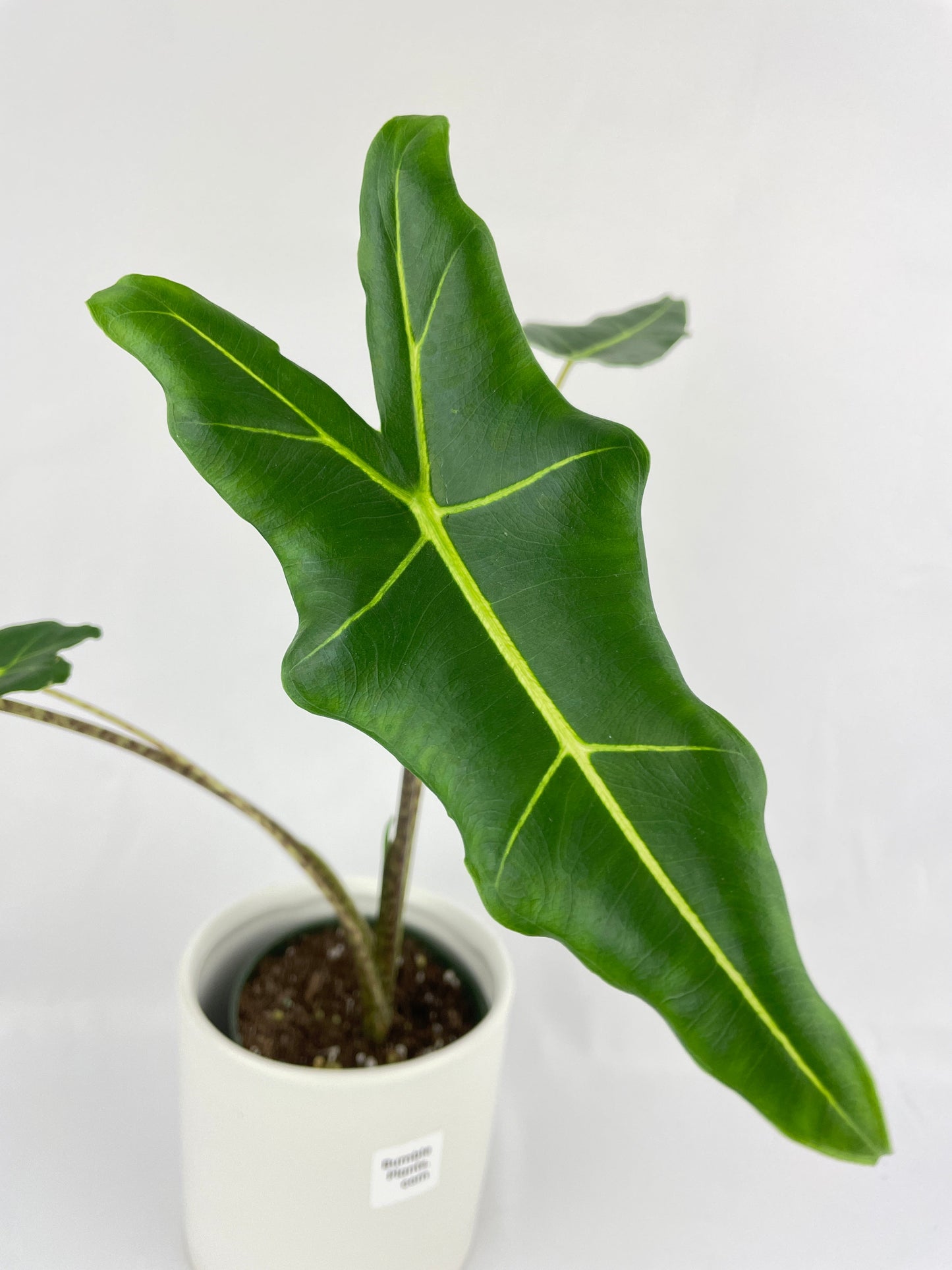 Alocasia Zebrina Hybrid "Sarian" by Bumble Plants