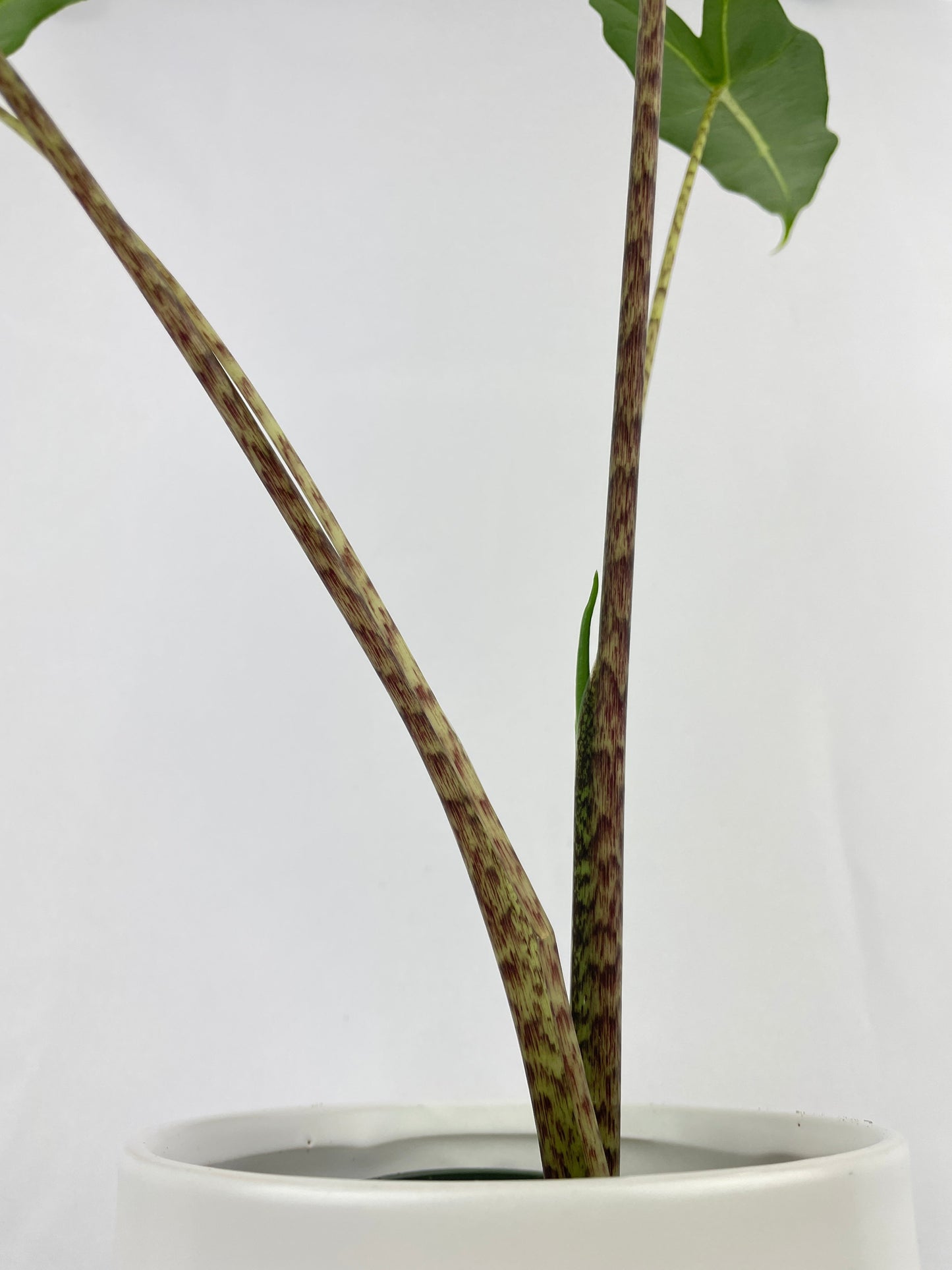 Alocasia Zebrina Hybrid "Sarian" by Bumble Plants