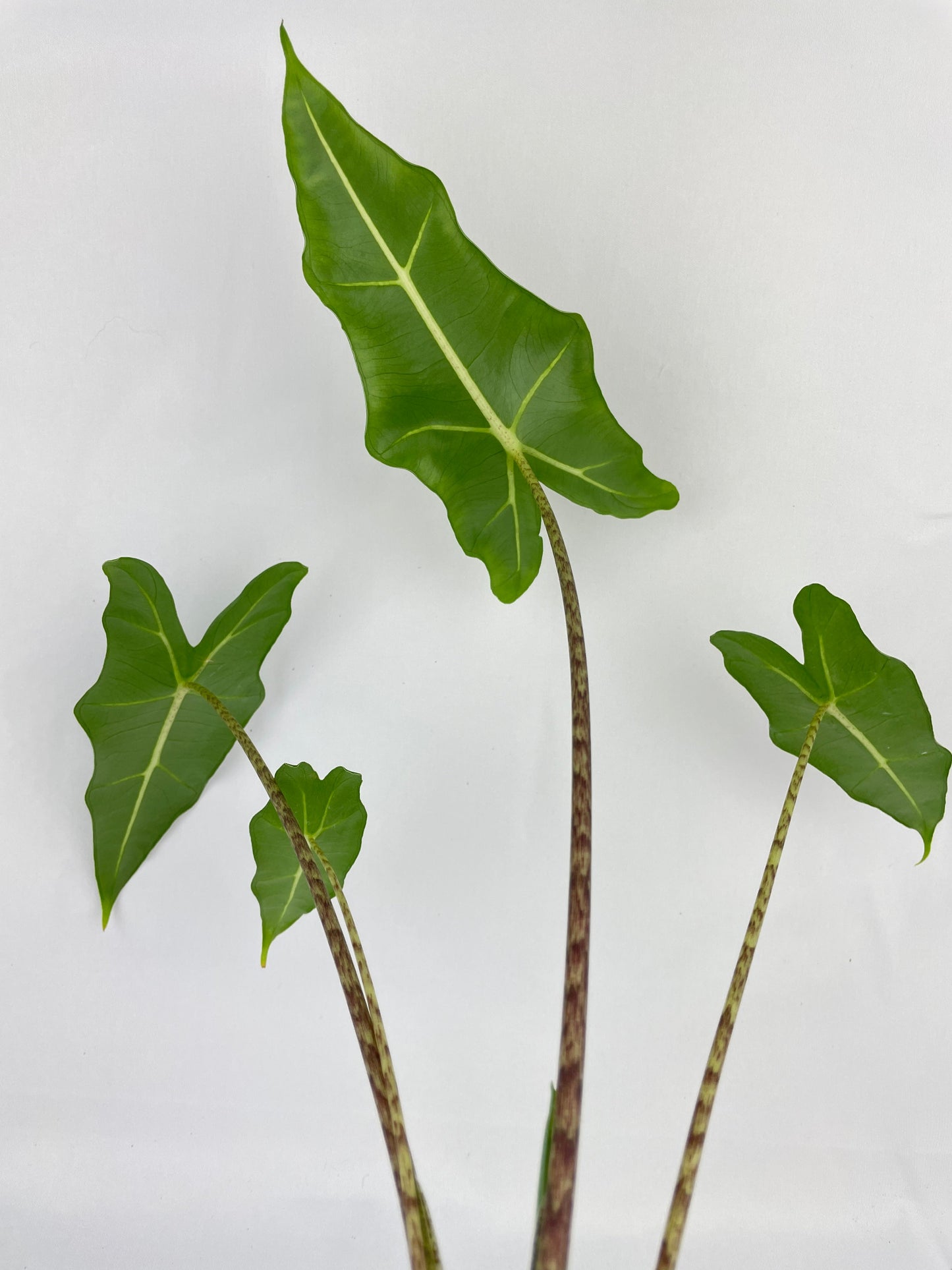 Alocasia Zebrina Hybrid "Sarian" by Bumble Plants