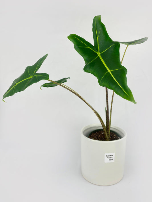 Alocasia Zebrina Hybrid "Sarian" by Bumble Plants