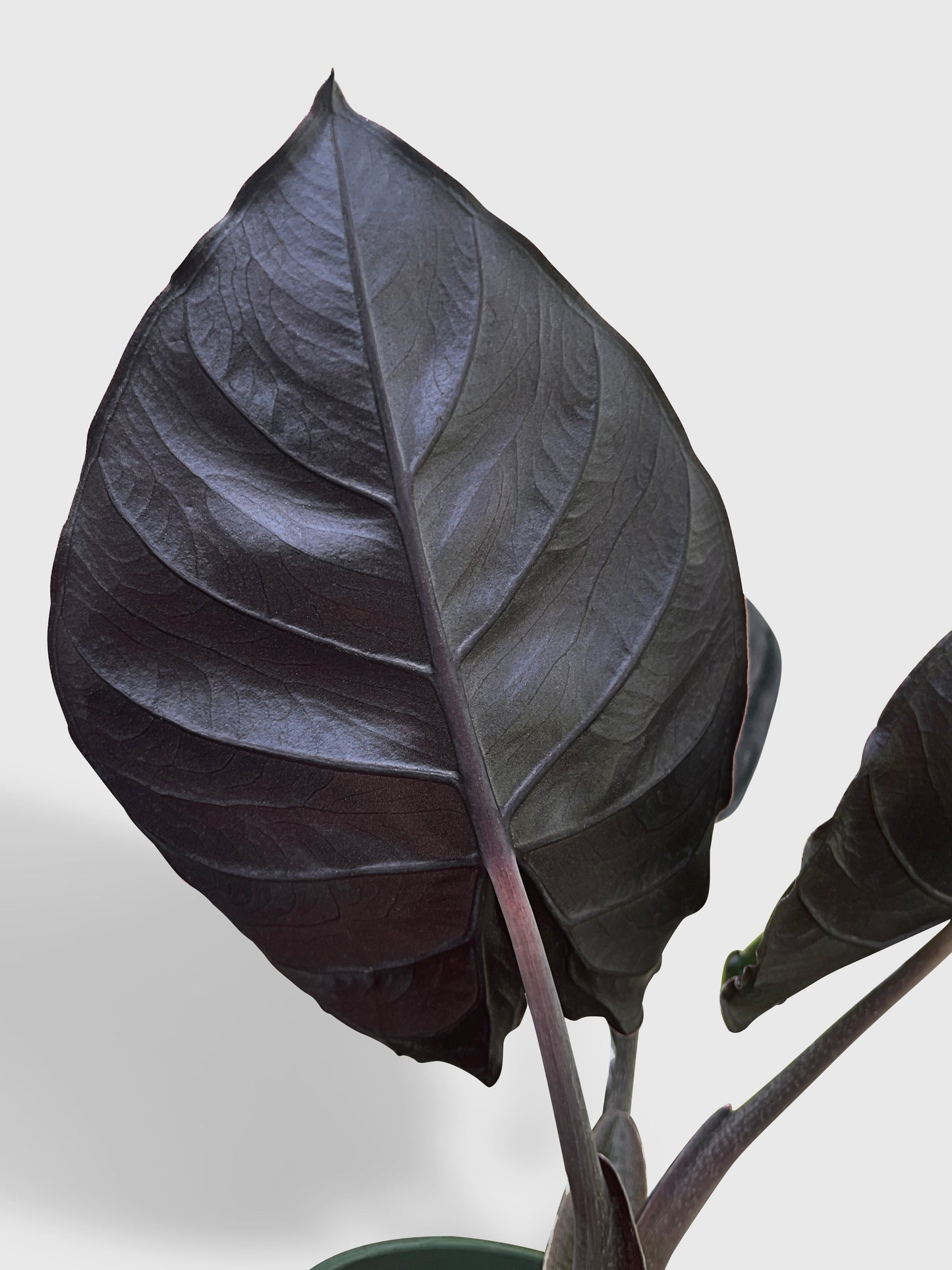 Alocasia Infernalis Kapit 'Black Panther' by Bumble Plants