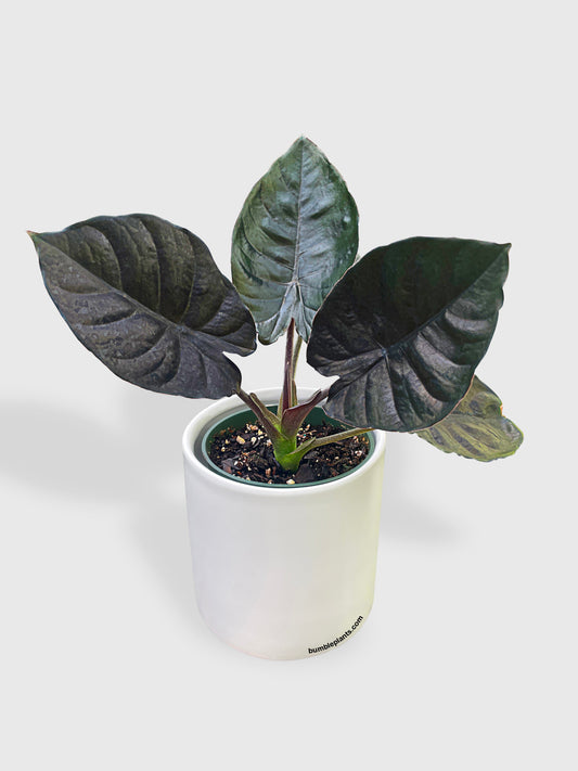 Alocasia Infernalis Kapit 'Black Panther' by Bumble Plants