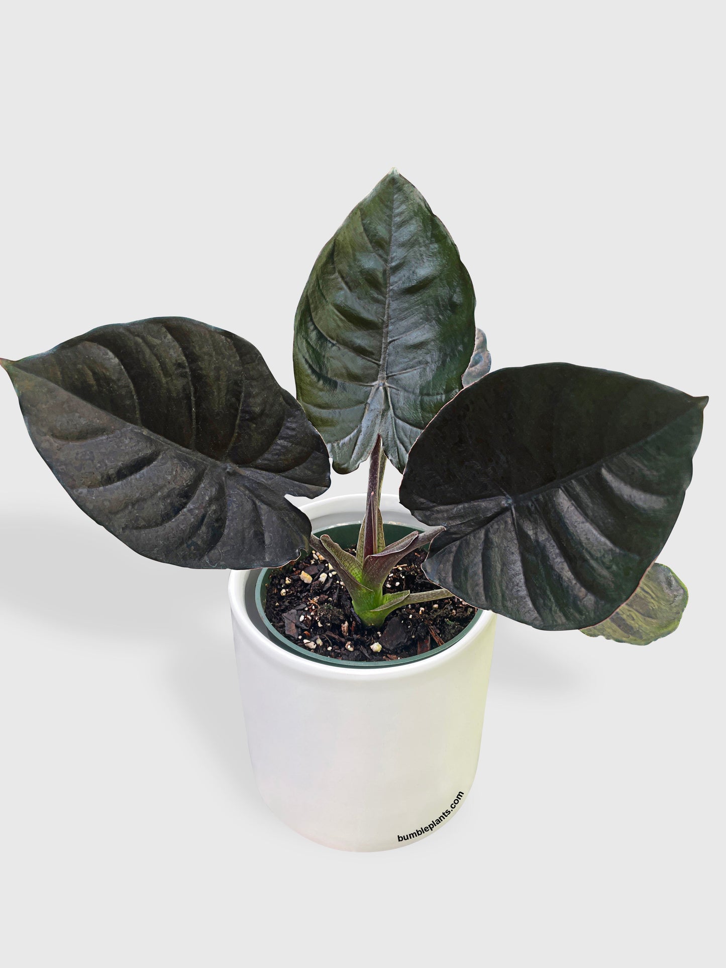 Alocasia Infernalis Kapit 'Black Panther' by Bumble Plants