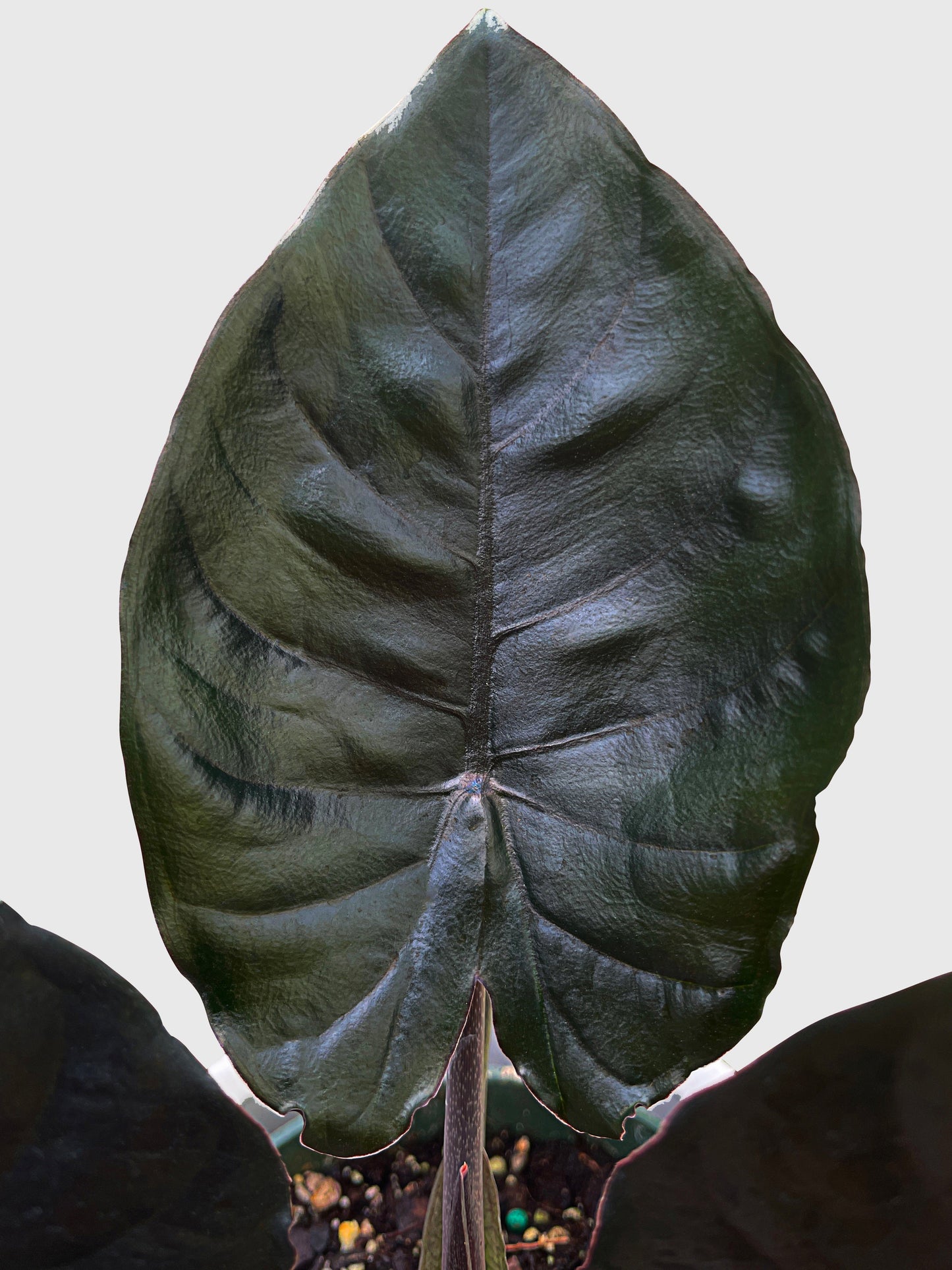 Alocasia Infernalis Kapit 'Black Panther' by Bumble Plants