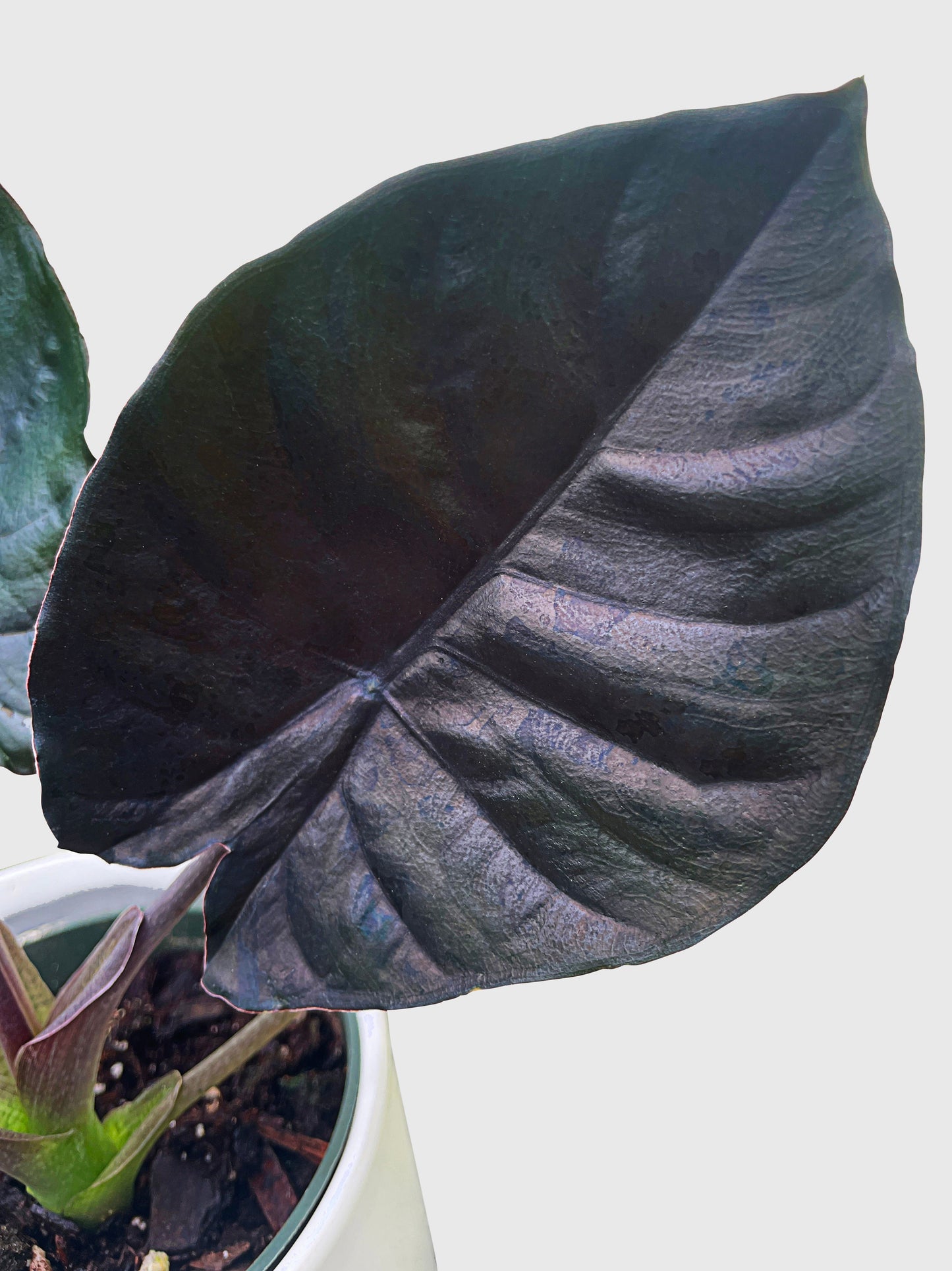 Alocasia Infernalis Kapit 'Black Panther' by Bumble Plants