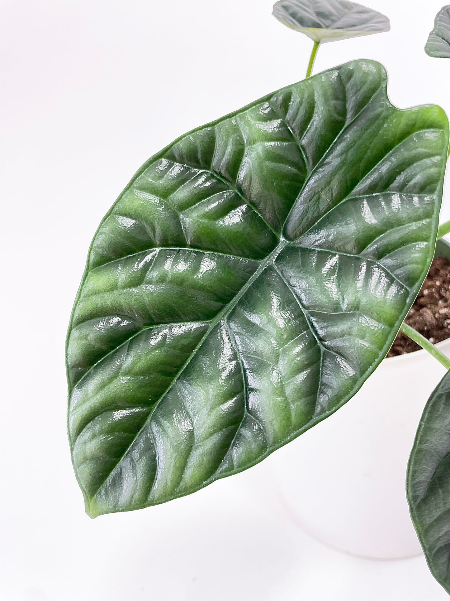 Alocasia Sinuata 'Quilted Dreams' by Bumble Plants