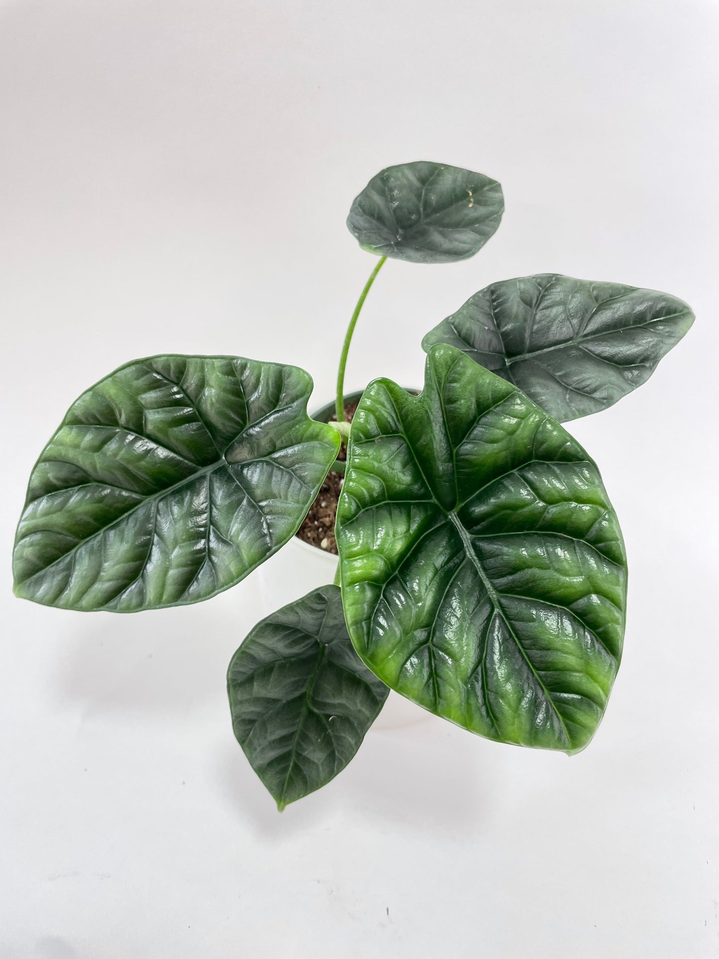 Alocasia Sinuata 'Quilted Dreams' by Bumble Plants