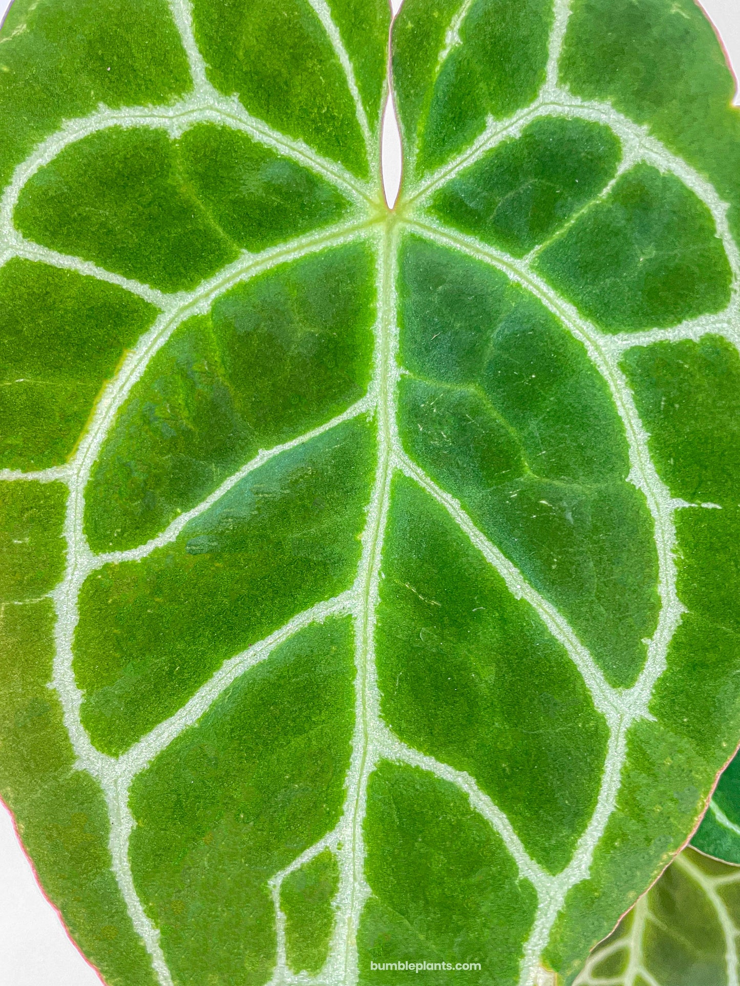 Anthurium Crystallinum by Bumble Plants