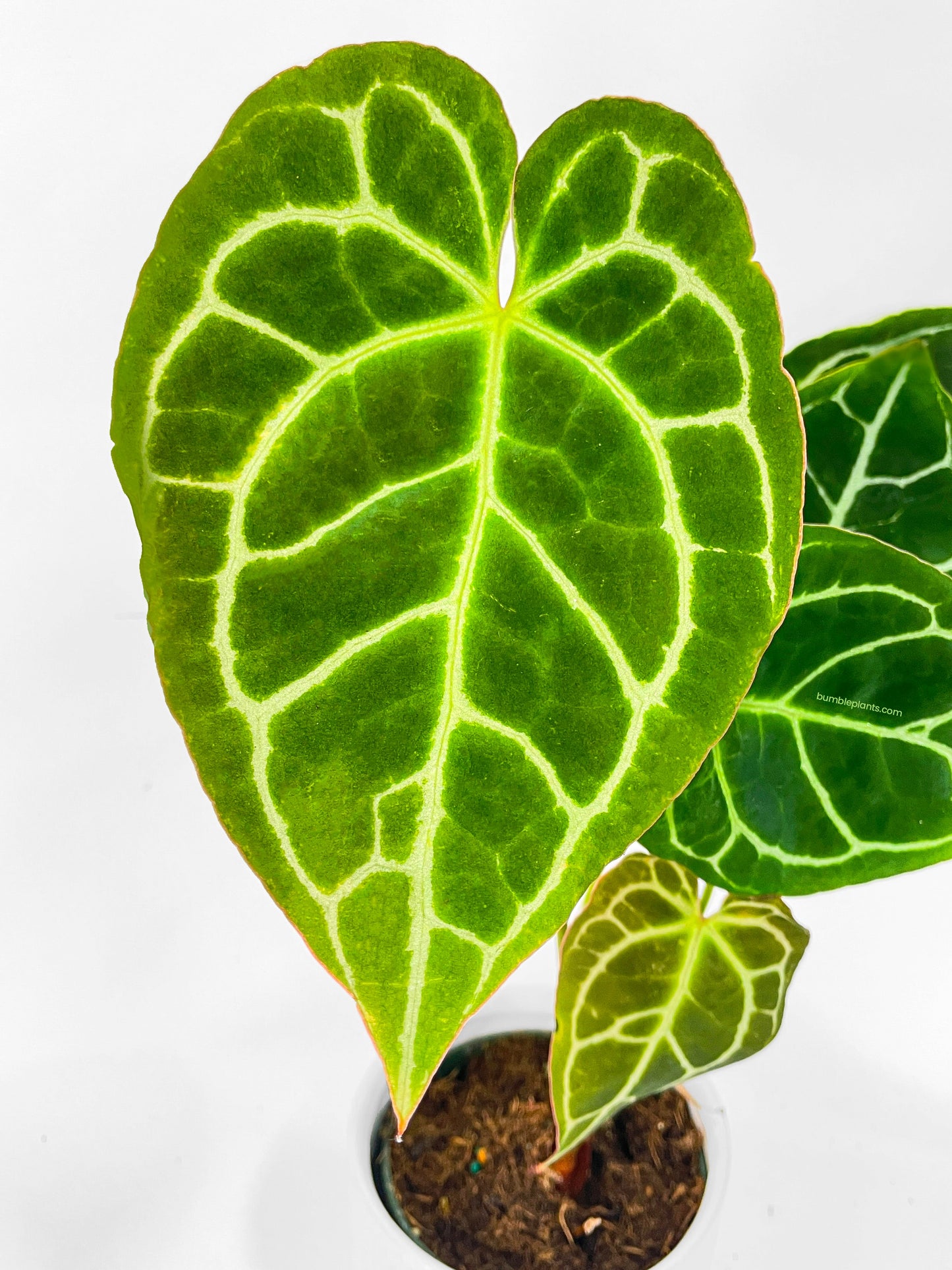 Anthurium Crystallinum by Bumble Plants