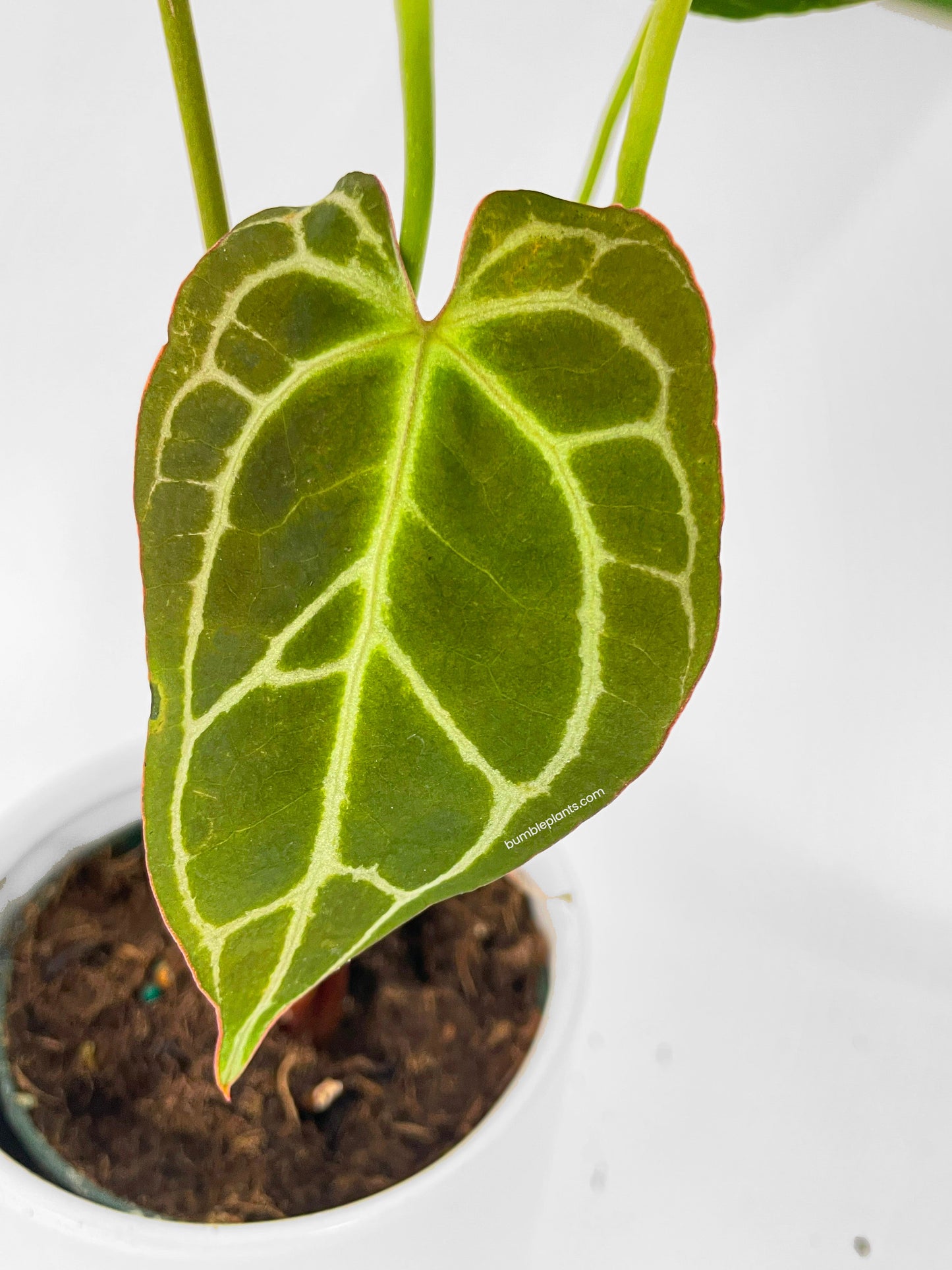 Anthurium Crystallinum by Bumble Plants