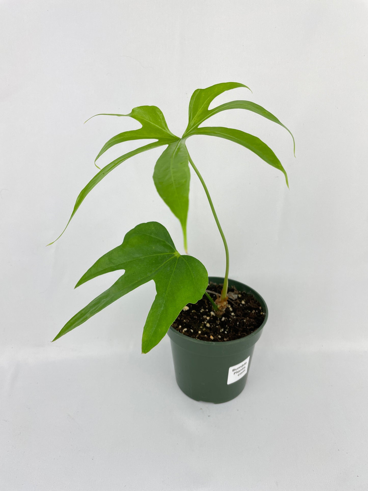 Anthurium Pedatoradiatum by Bumble Plants