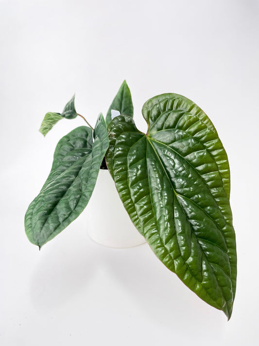 Anthurium Radicans by Bumble Plants