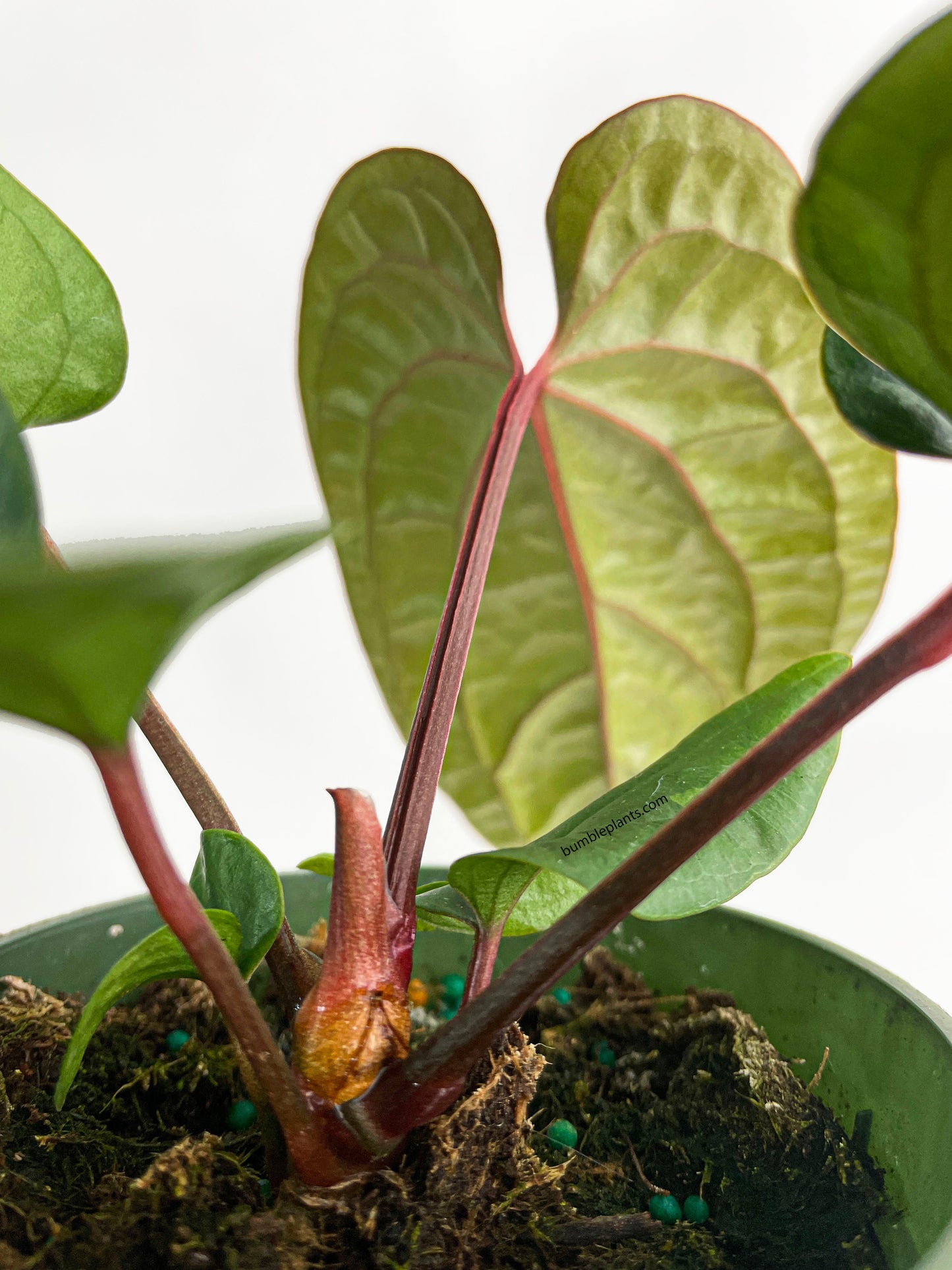 Anthurium Radicans x Luxurians Hybrid by Bumble Plants