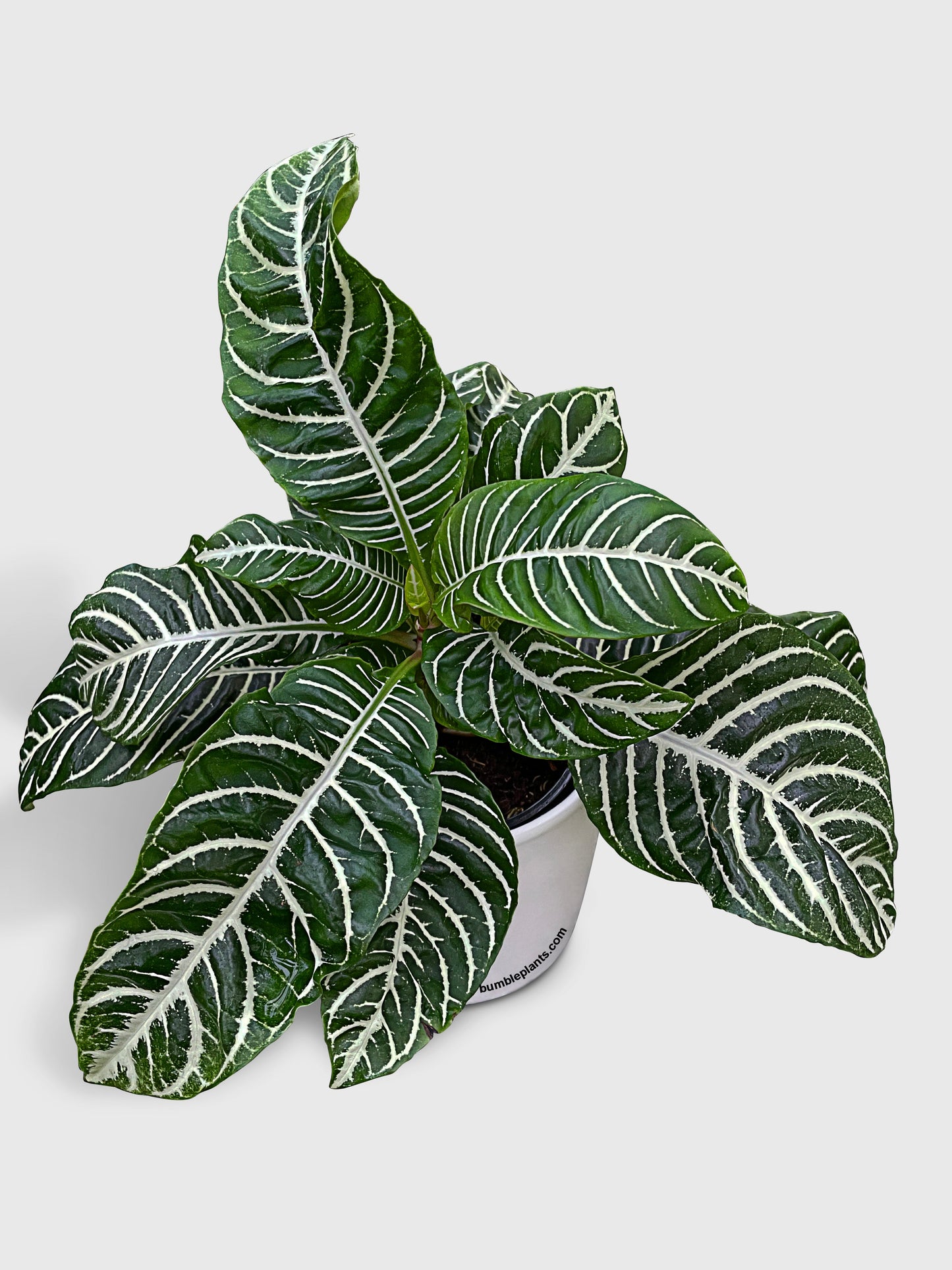 Aphelandra Squarrosa 'Zebra Plant' by Bumble Plants