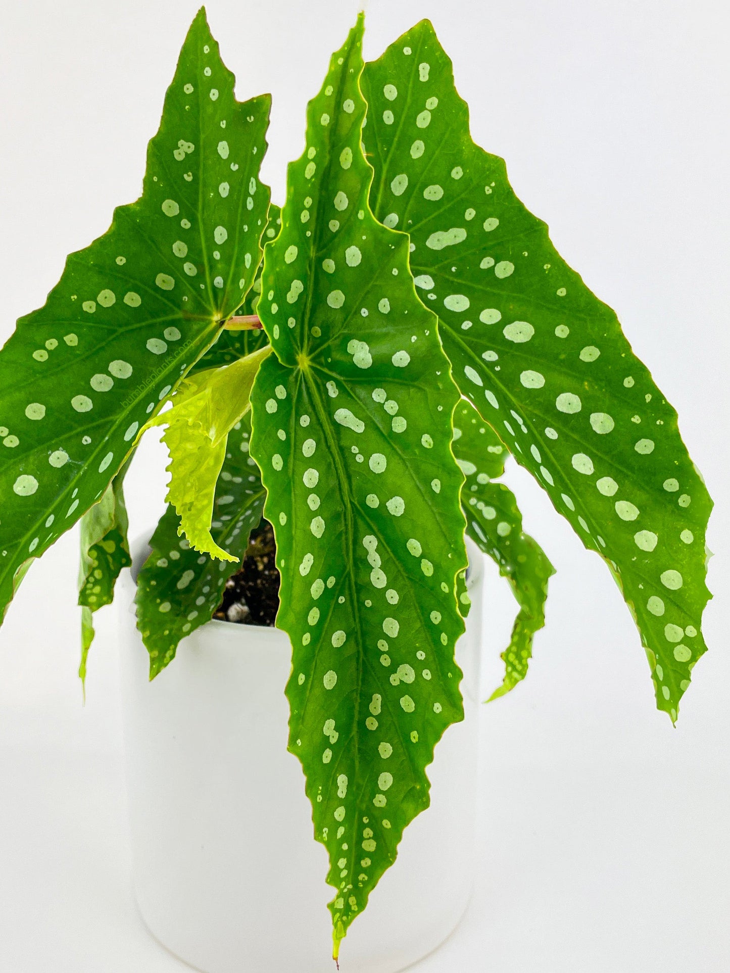 Begonia Polka Dot Angel Wings by Bumble Plants