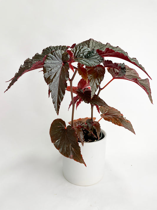 Begonia Rex Black Magic by Bumble Plants