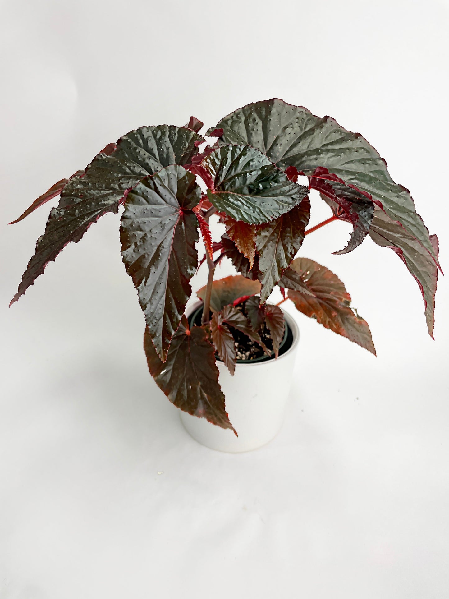 Begonia Rex Black Magic by Bumble Plants