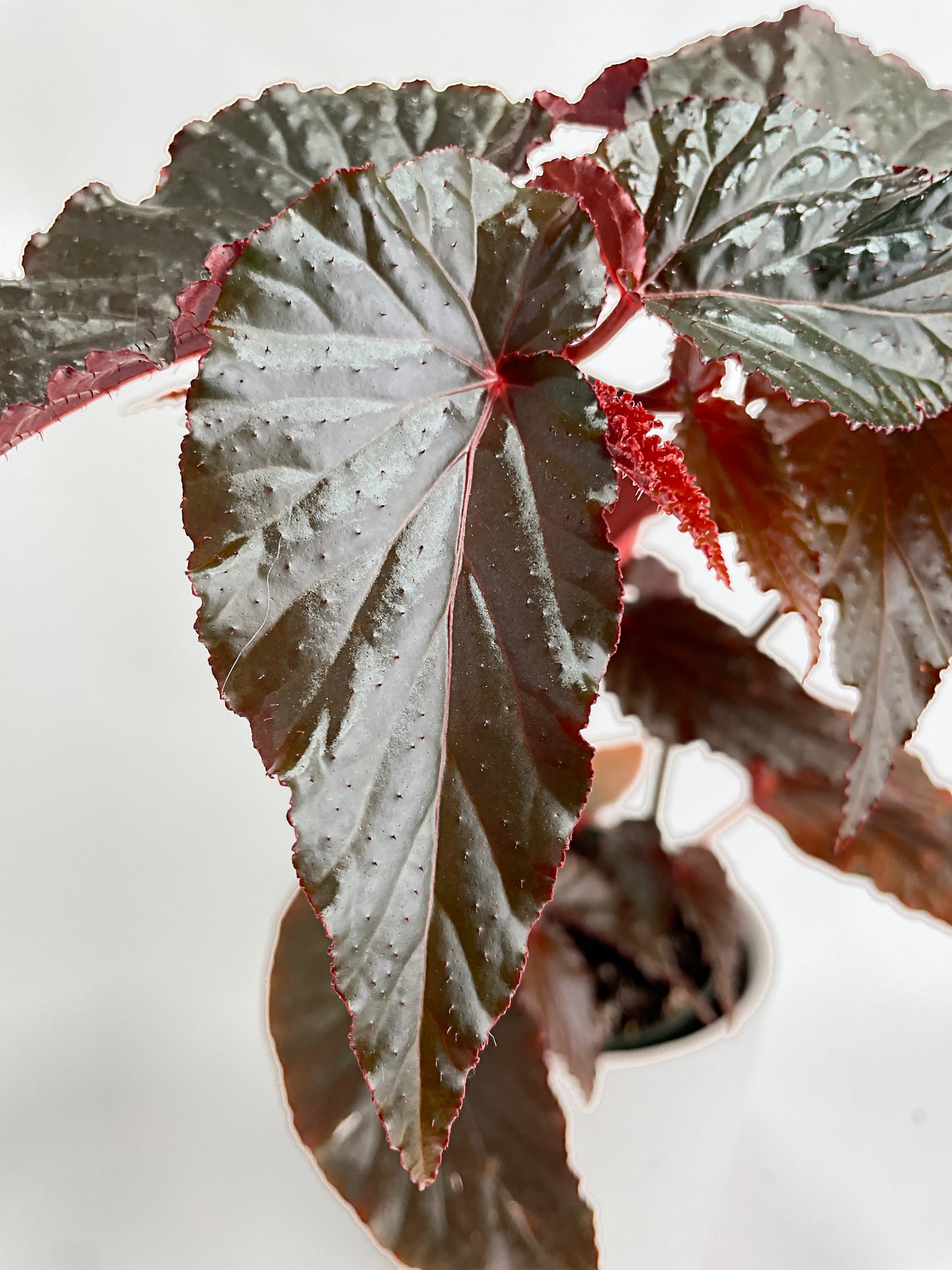 Begonia Rex Black Magic by Bumble Plants