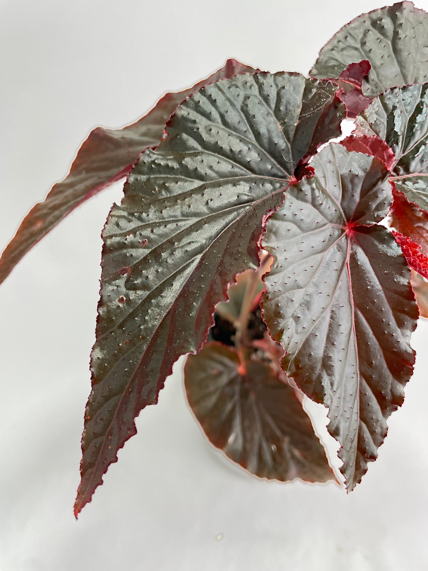 Begonia Rex Black Magic by Bumble Plants