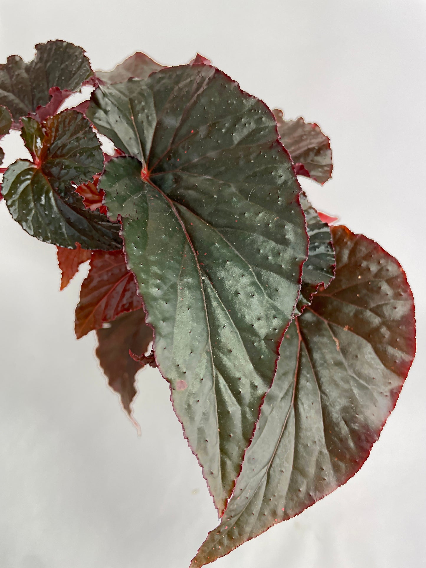 Begonia Rex Black Magic by Bumble Plants