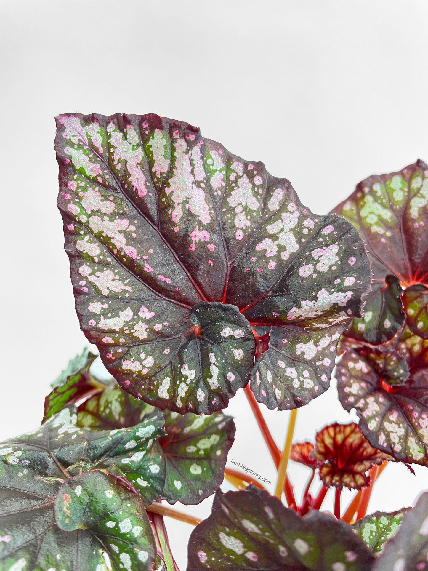 Begonia Rex King Cumbia by Bumble Plants