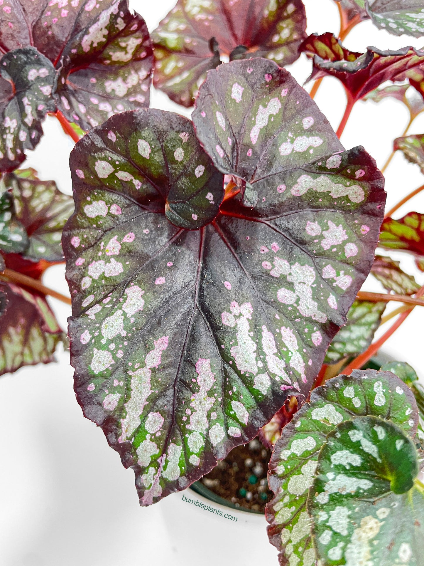 Begonia Rex King Cumbia by Bumble Plants