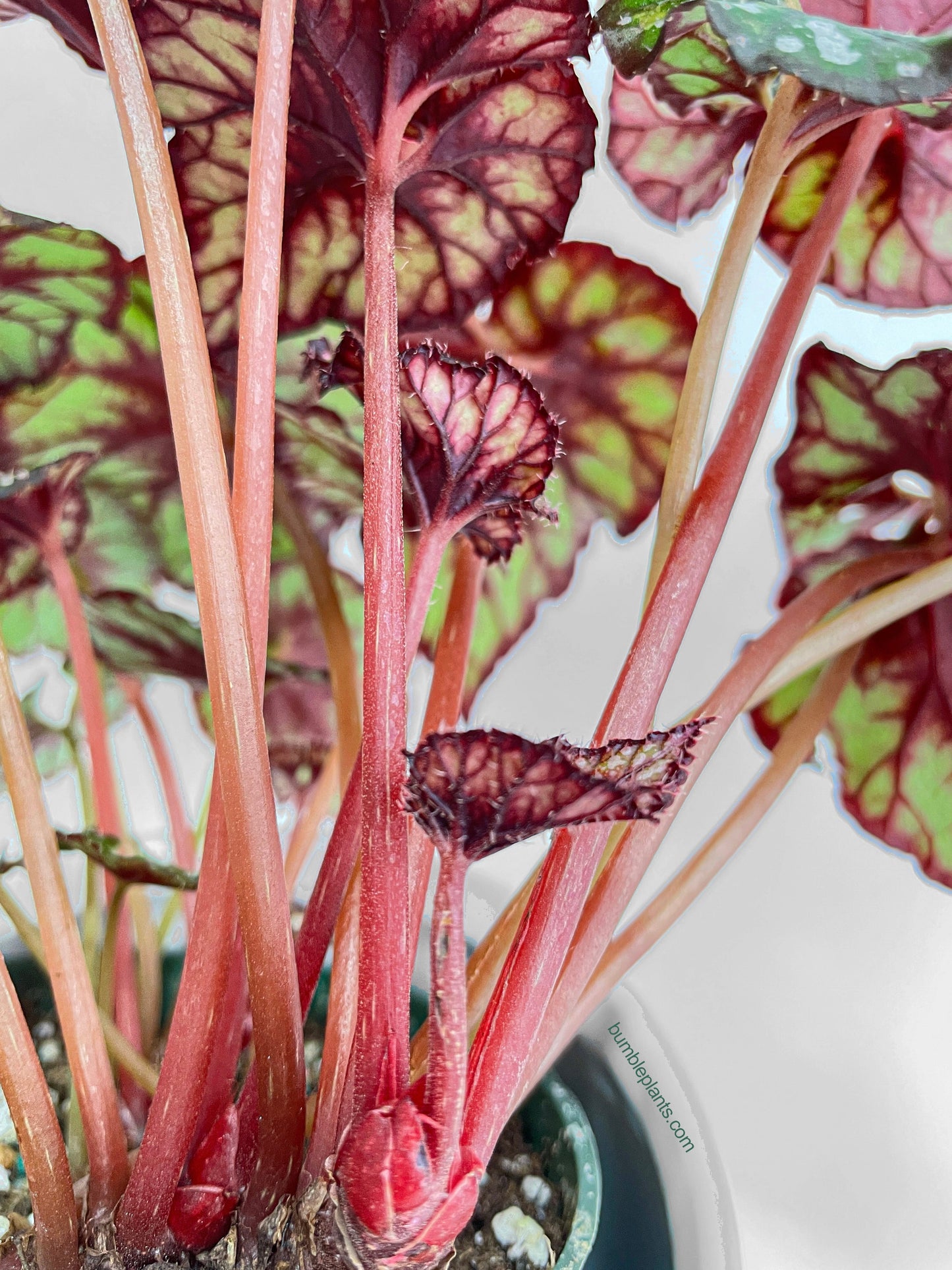 Begonia Rex King Cumbia by Bumble Plants