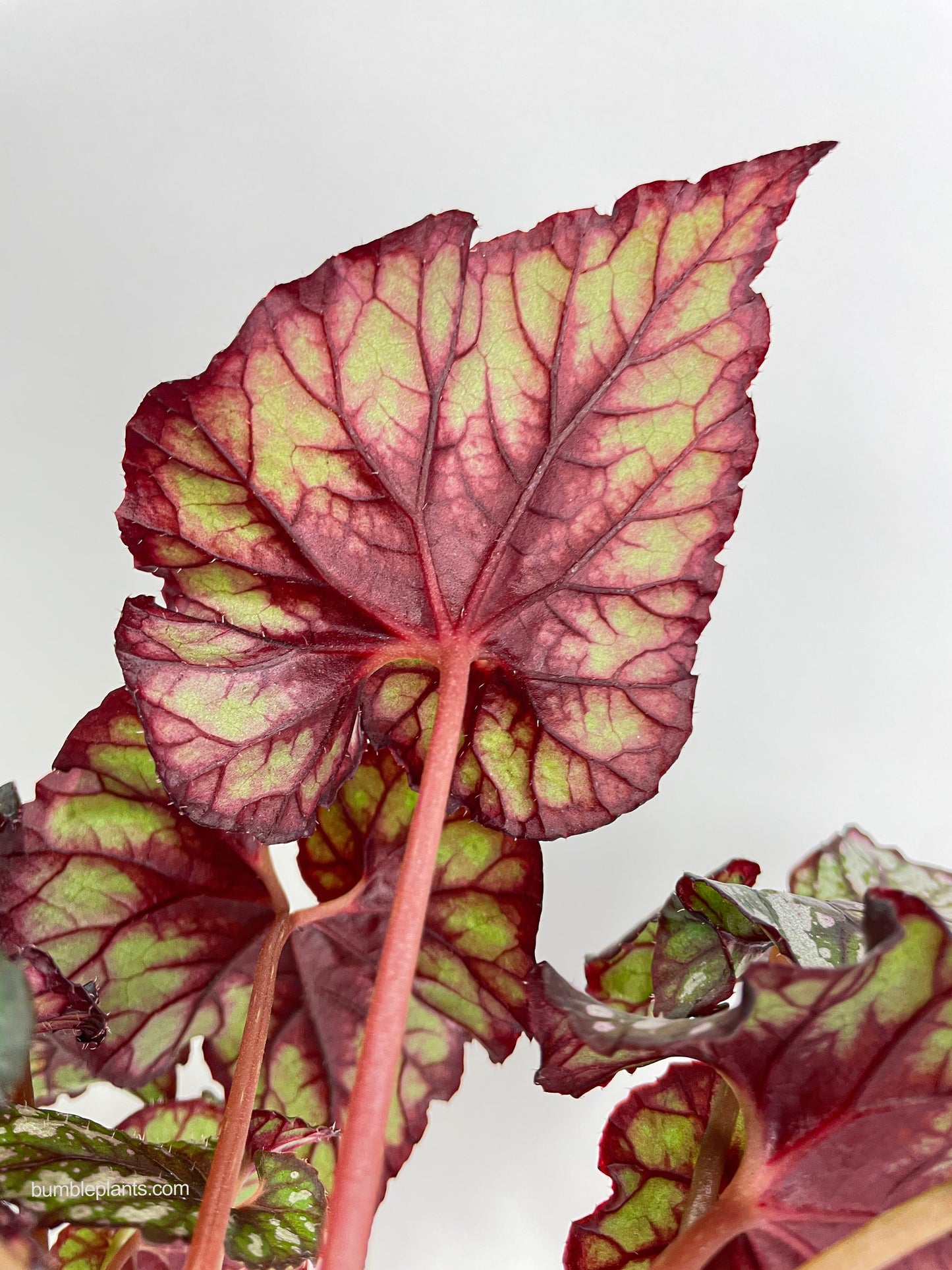 Begonia Rex King Cumbia by Bumble Plants