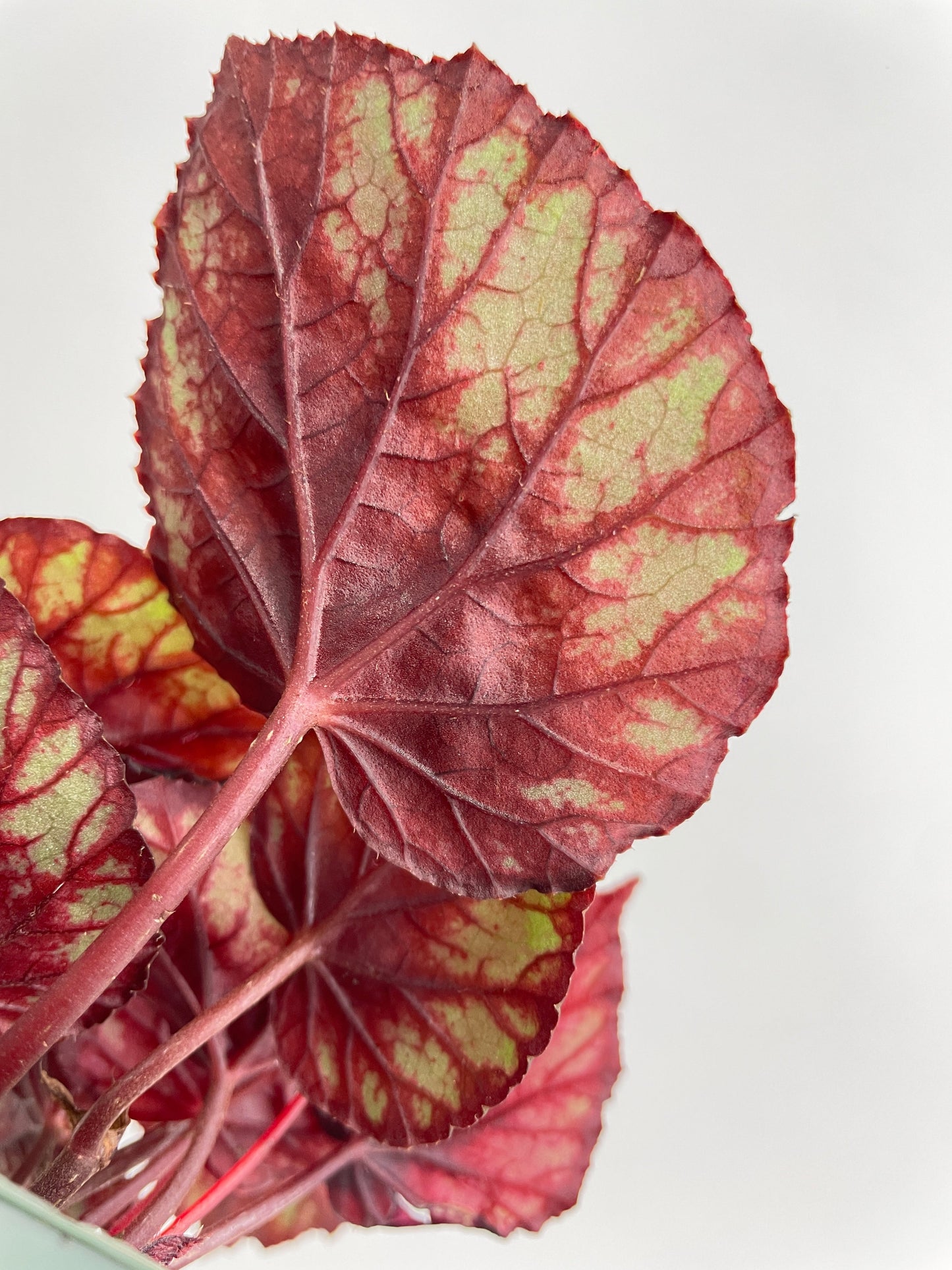 Begonia Rex King Cumbia by Bumble Plants