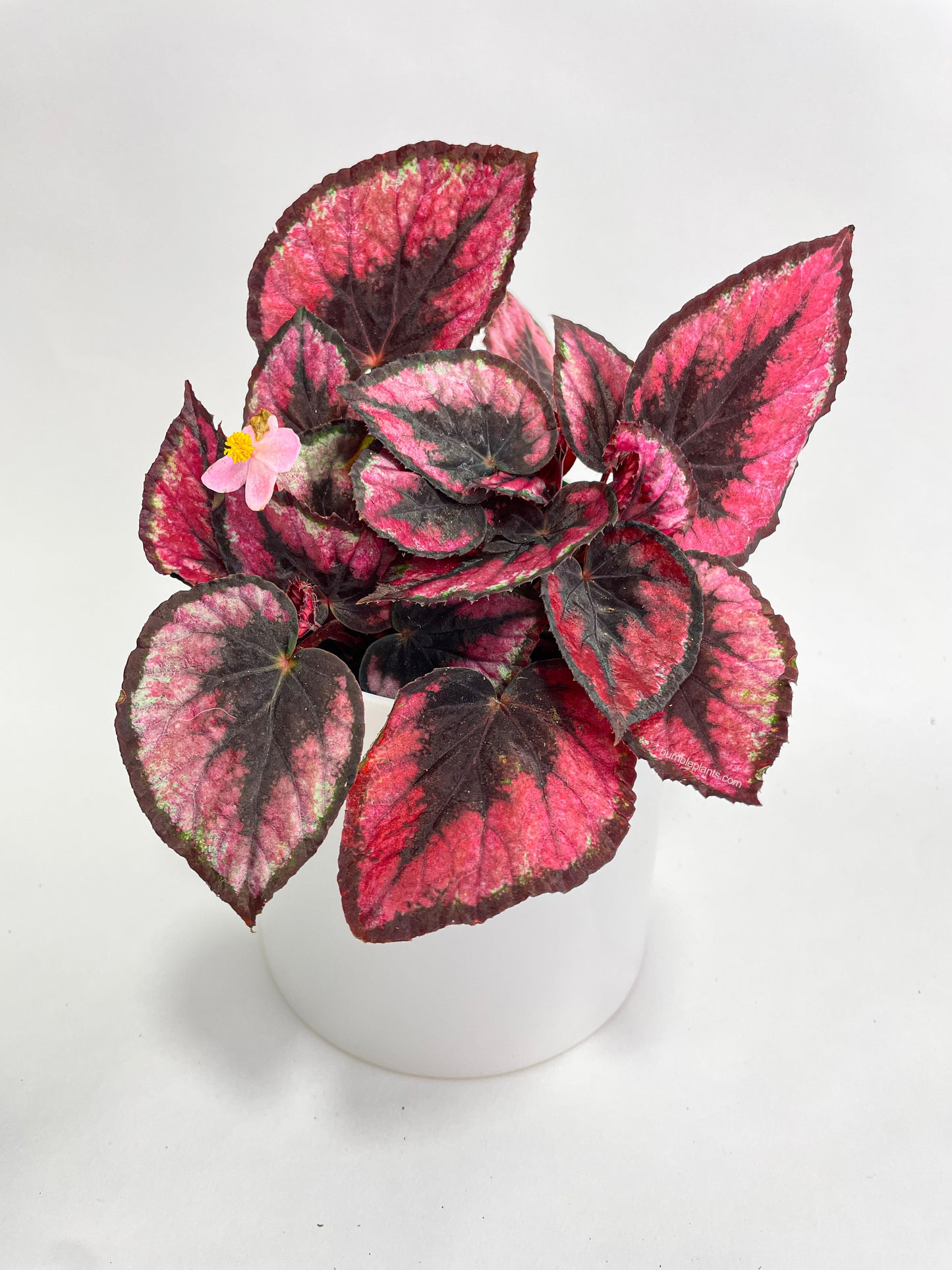 Begonia Rex 'Red Kiss' by Bumble Plants