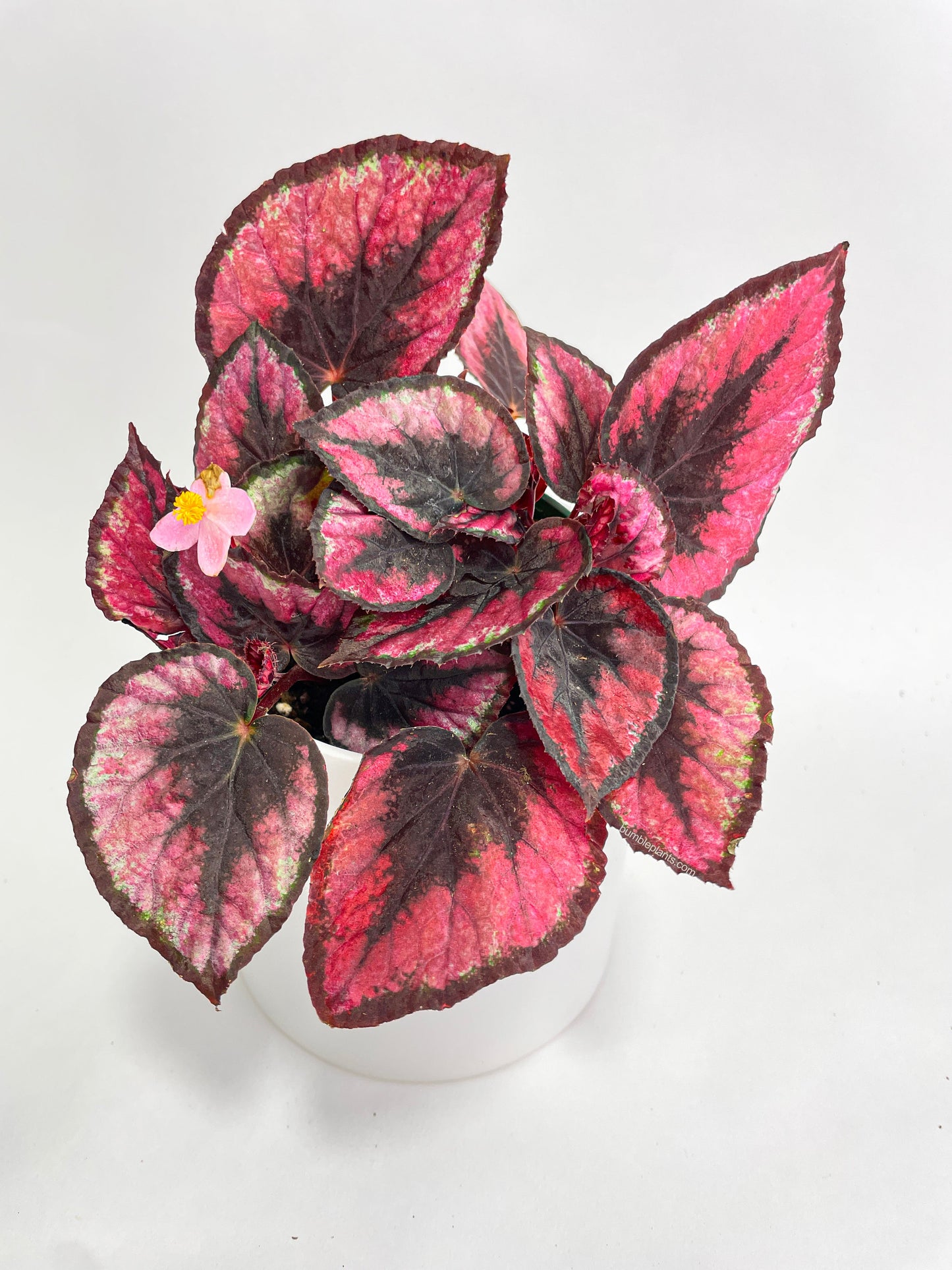 Begonia Rex 'Red Kiss' by Bumble Plants