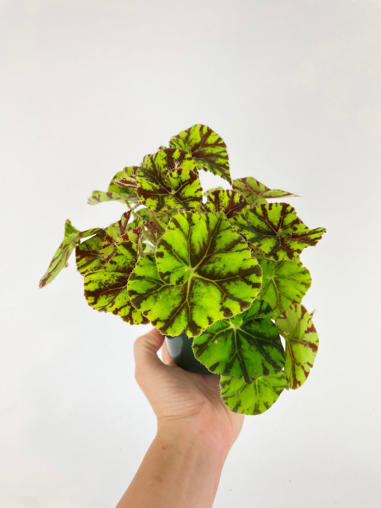 Begonia Tiger Kitten Paws by Bumble Plants