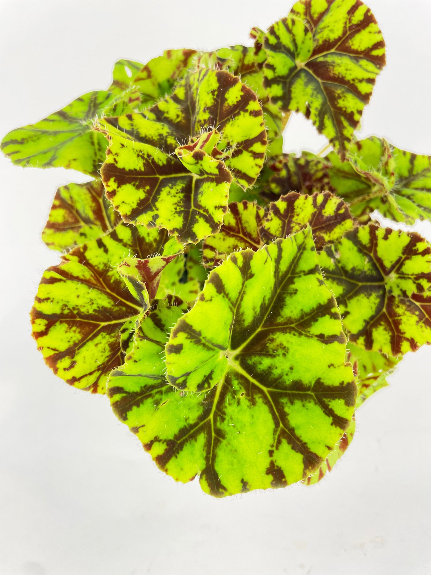 Begonia Tiger Kitten Paws by Bumble Plants