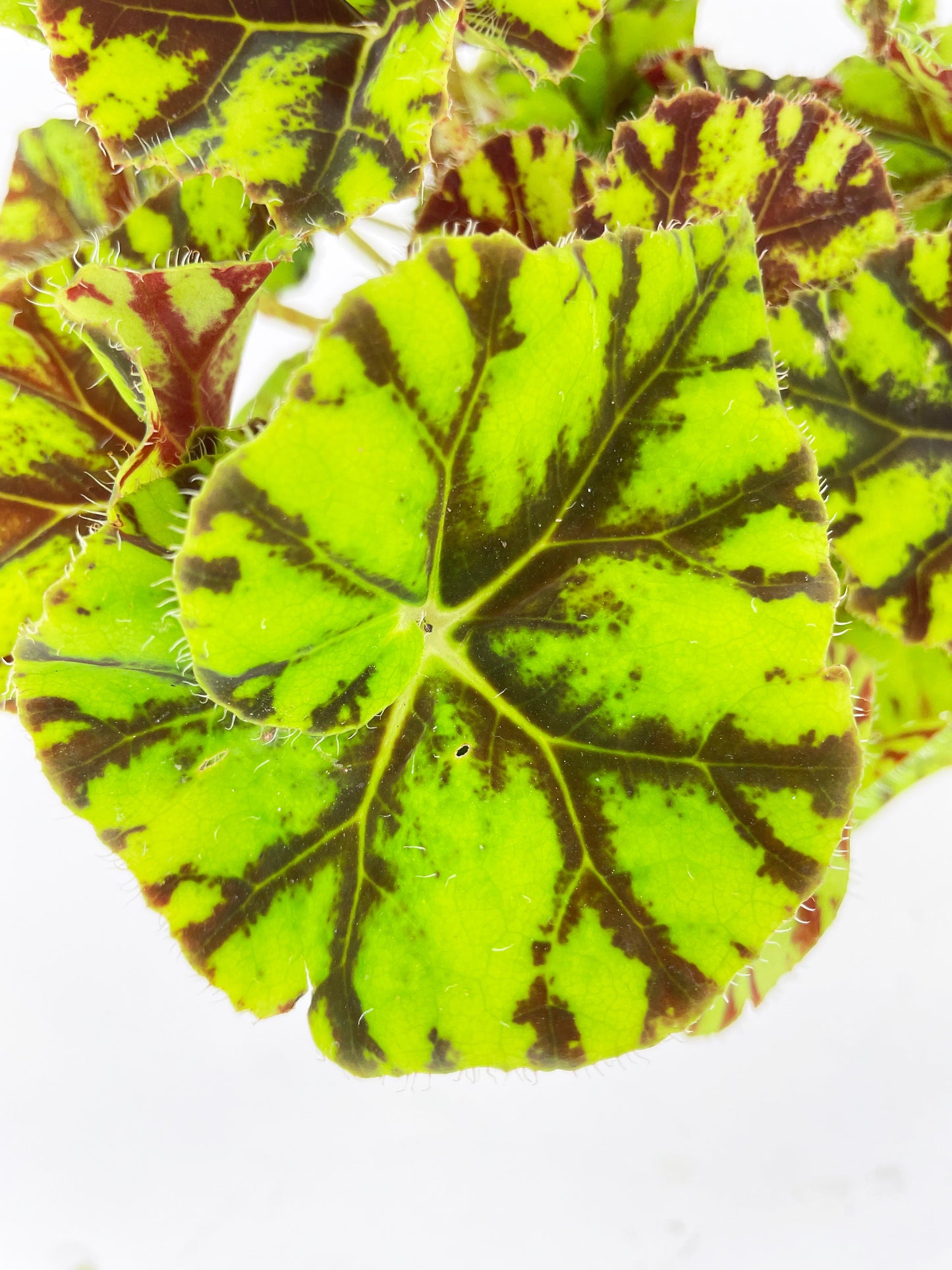 Begonia Tiger Kitten Paws by Bumble Plants