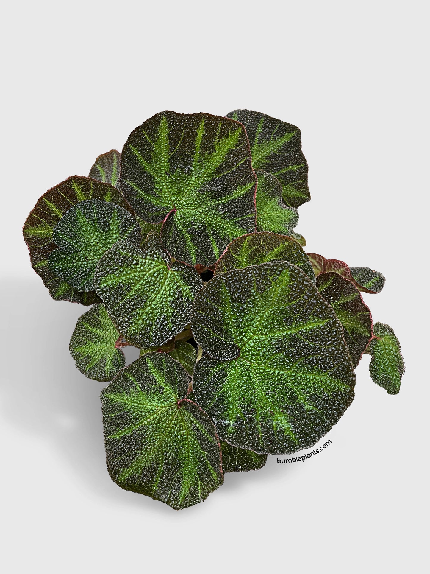 Begonia Soli-Mutata (Sun-Changing Begonia) by Bumble Plants